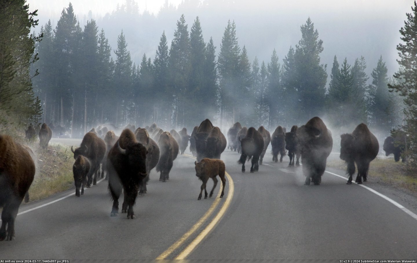 #Park #Morning #Traffic #Yellowstone #Rush #National #Hour [Pics] Morning rush hour traffic in Yellowstone National Park Pic. (Bild von album My r/PICS favs))