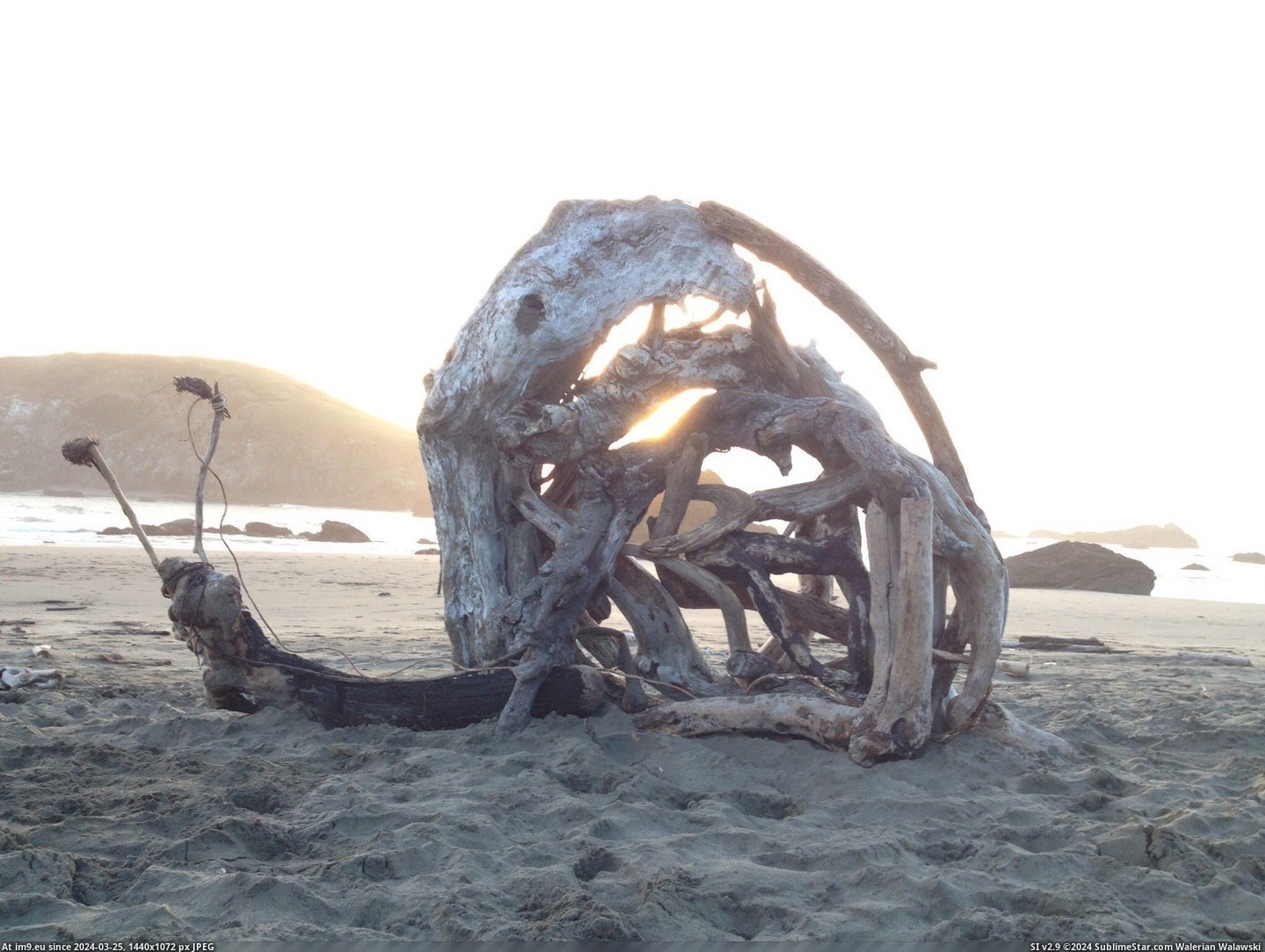 #Brother #Oregon #Driftwood #Shore #Snail [Pics] My brother made this snail in Oregon with driftwood and whatever he found on shore. Pic. (Изображение из альбом My r/PICS favs))