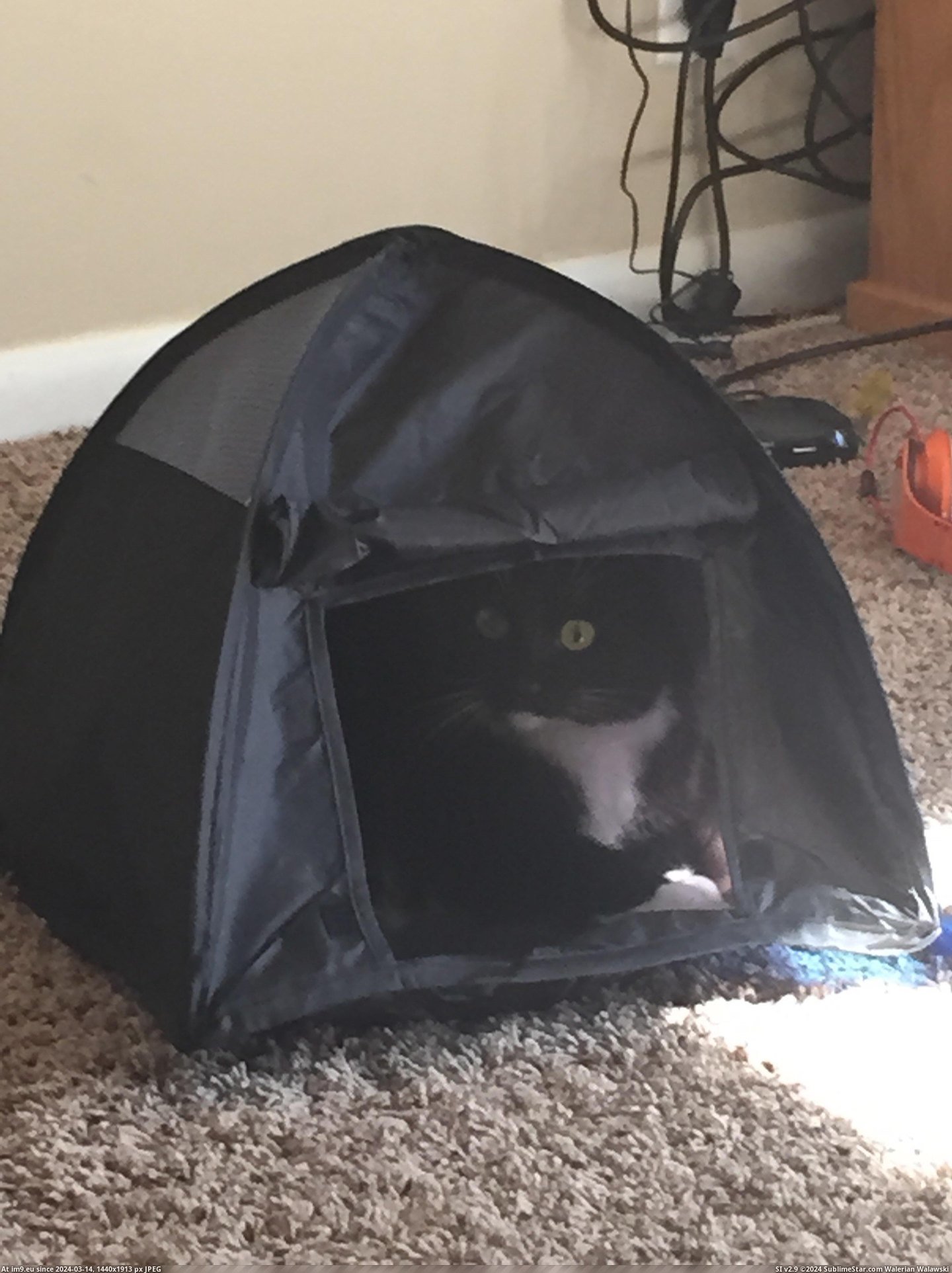 [Pics] My cat refuses to come out of the tent I bought her (in My r/PICS favs)