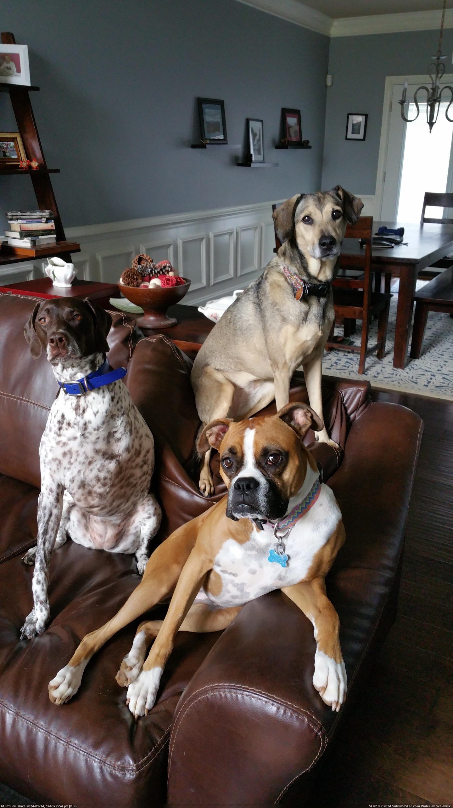 #Decided #Pose #Dogs [Pics] My Dogs Decided to Pose for Me When I Got Home Pic. (Image of album My r/PICS favs))