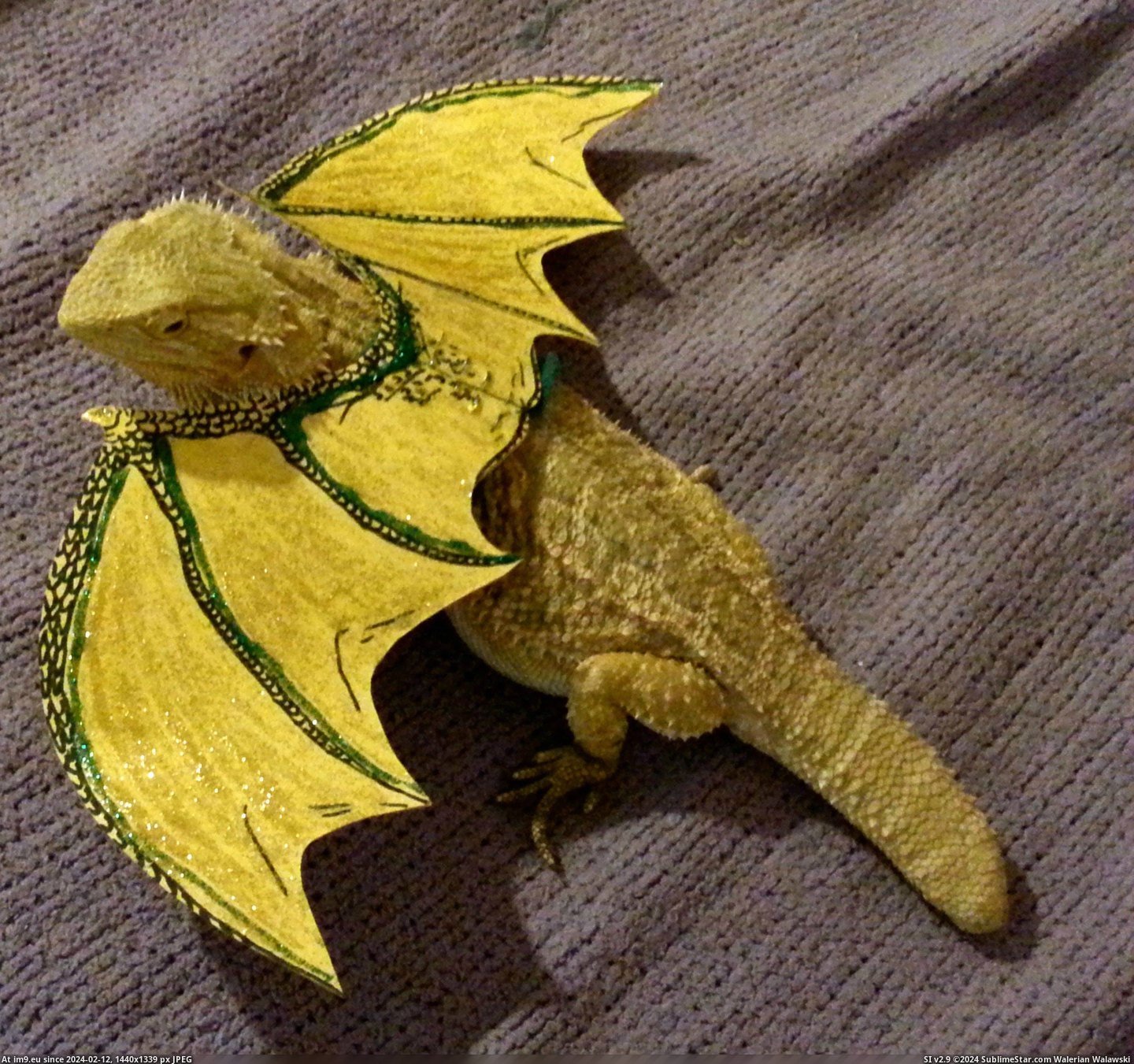 #For #Girlfriend #Dress #Bearded #Insisted #Halloween #Our #Dragon [Pics] My girlfriend insisted we dress our bearded dragon up for Halloween Pic. (Bild von album My r/PICS favs))