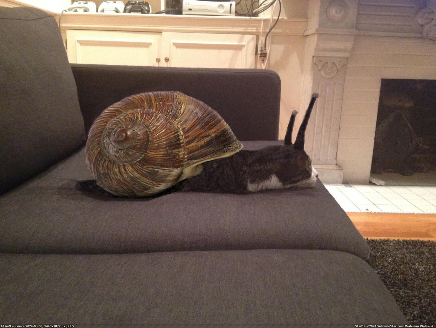 #Cat #Snail #Roommate [Pics] My roommate's cat... is a snail. Pic. (Изображение из альбом My r/PICS favs))