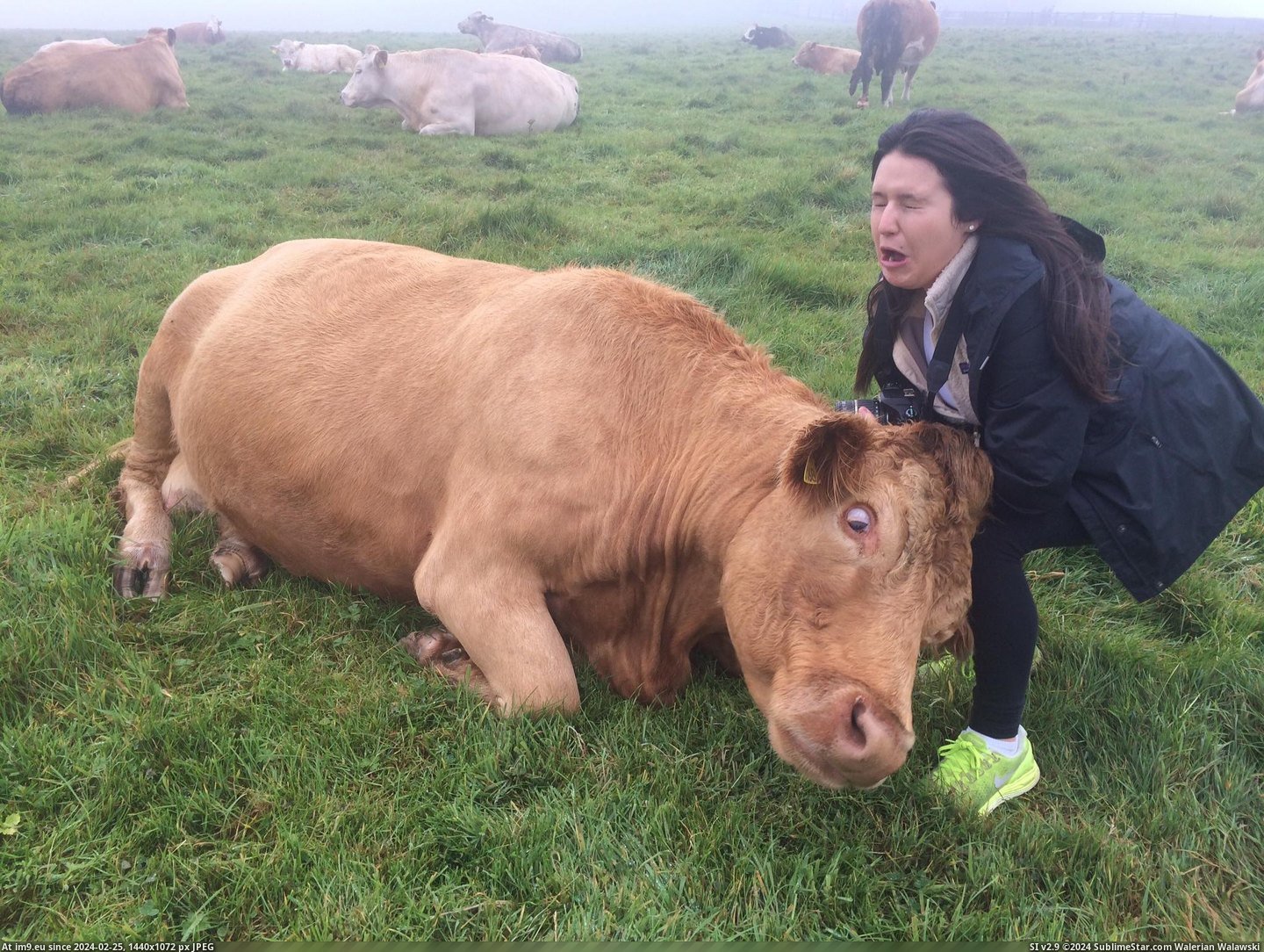 #Sister  #Cow [Pics] My sister getting headbutted by a cow Pic. (Obraz z album My r/PICS favs))