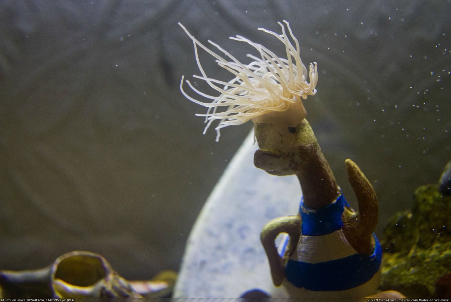 #Beautiful #Head #Decided #Tank #Ornament #Anemone #Latch #Sea #Giving #Duck [Pics] My snakelock anemone has decided to latch onto the head of the sassy duck ornament in my sea tank, giving it beautiful lo Pic. (Image of album My r/PICS favs))