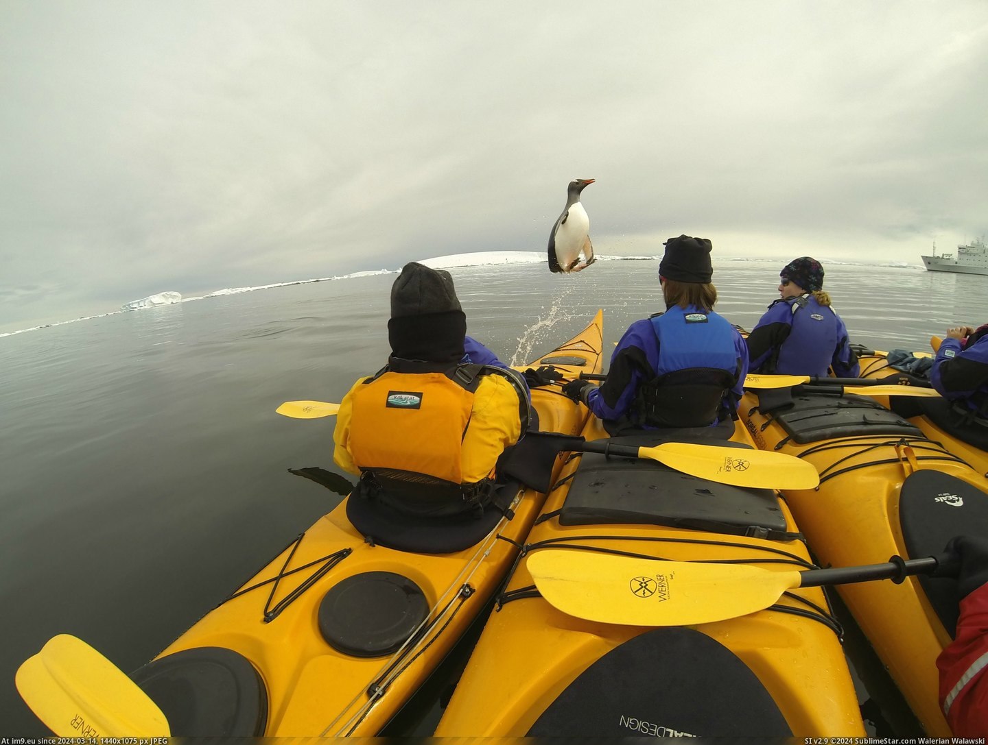 #One #Caught #Group #Antarctica #Kayakers #Trip #Jumping #Penguin [Pics] One of the Kayakers on my recent trip to Antarctica caught a penguin jumping into their group. Pic. (Bild von album My r/PICS favs))