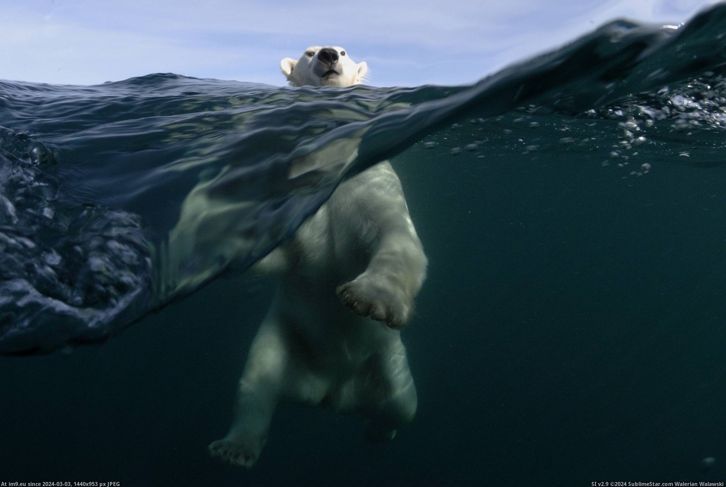 #For #Small #Shot #Got #Polar #Bears #Joe #Bunni #Finally #Spent #Photographer #Boat [Pics] Photographer Joe Bunni spent three days on a small boat looking for polar bears and finally got this shot Pic. (Obraz z album My r/PICS favs))