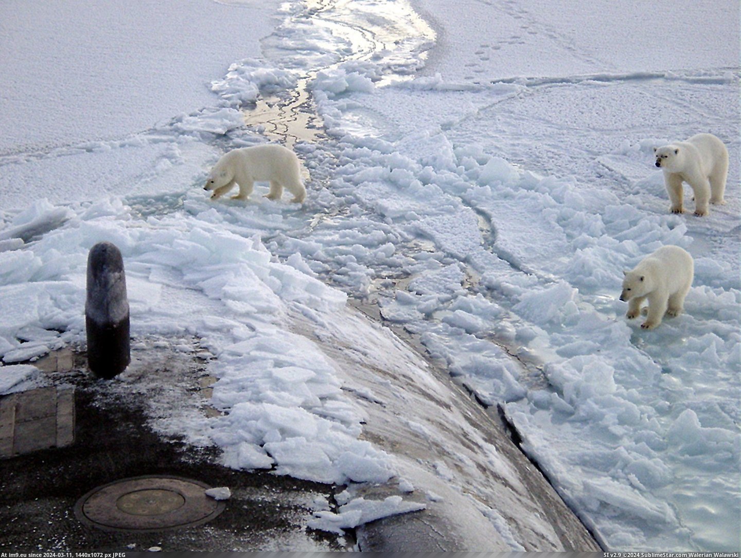 #Out #Polar #Submarine #Uss #Honolulu #Checking #Bears [Pics] Polar bears checking out the USS Honolulu submarine Pic. (Image of album My r/PICS favs))