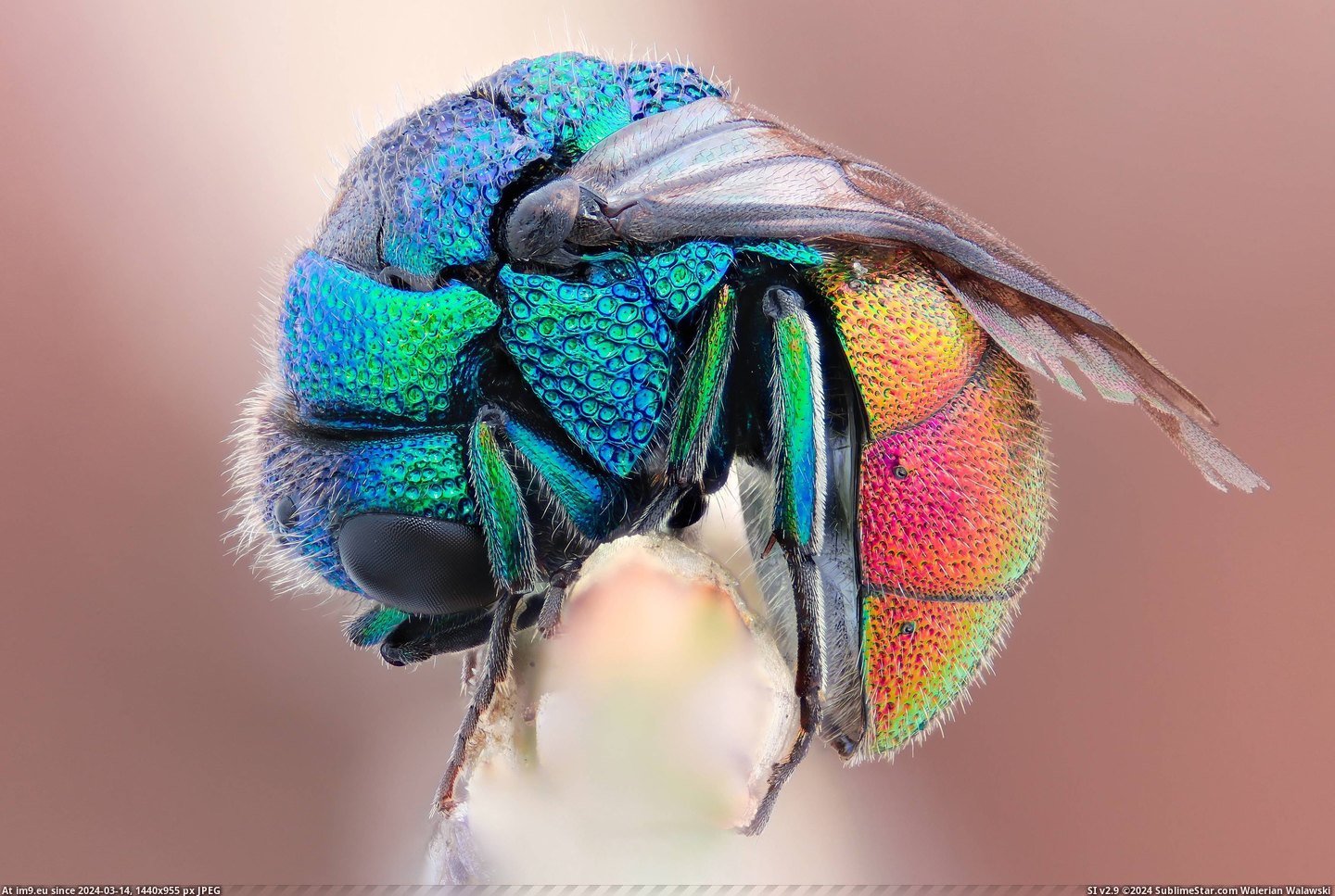 #Rainbow  #Fly [Pics] Rainbow Fly Pic. (Изображение из альбом My r/PICS favs))
