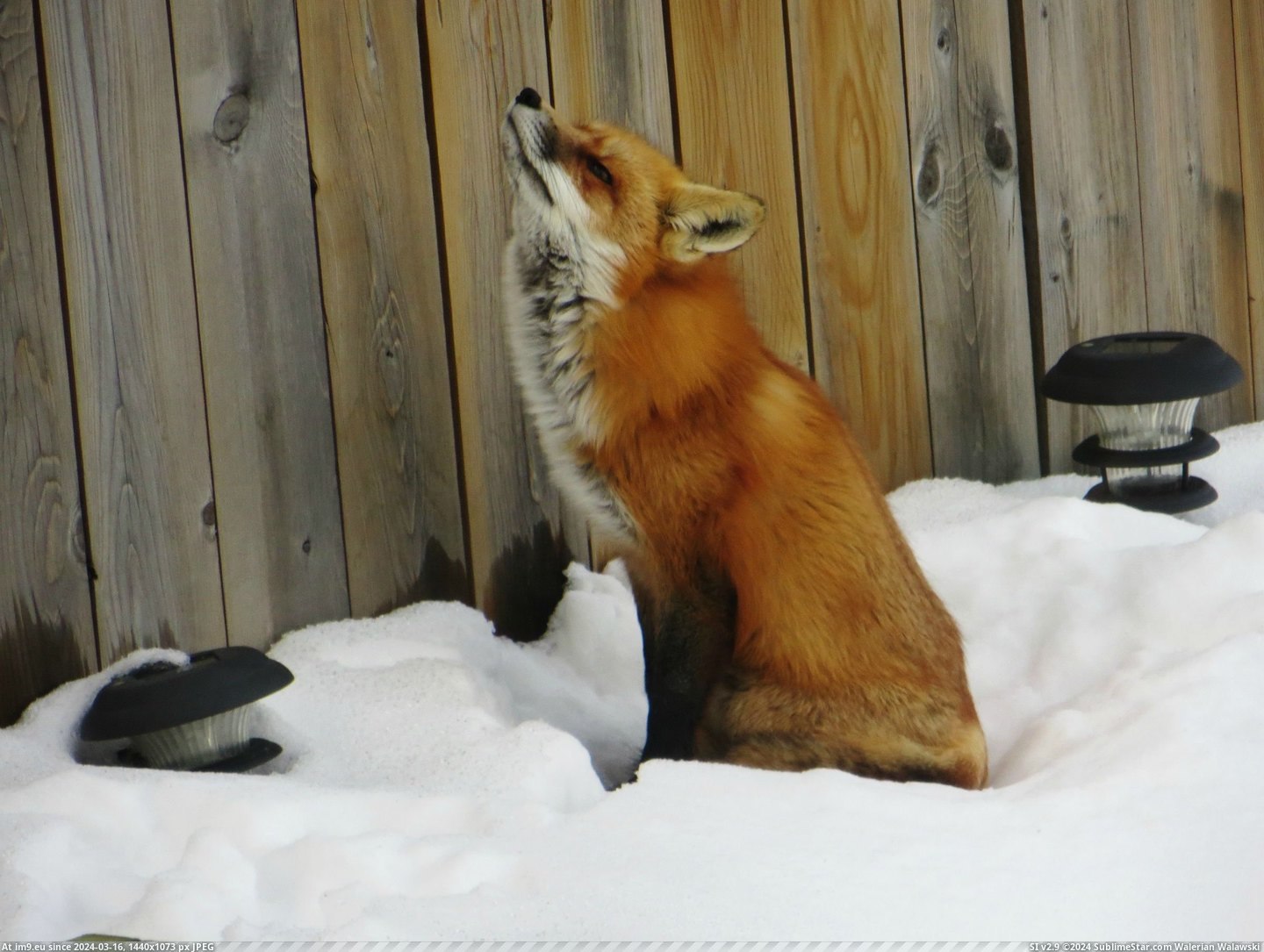 #Red #Canada #Alberta #Backyard #Fox #Sleeping [Pics] Red fox sleeping in my backyard! Alberta, Canada. 3 Pic. (Image of album My r/PICS favs))