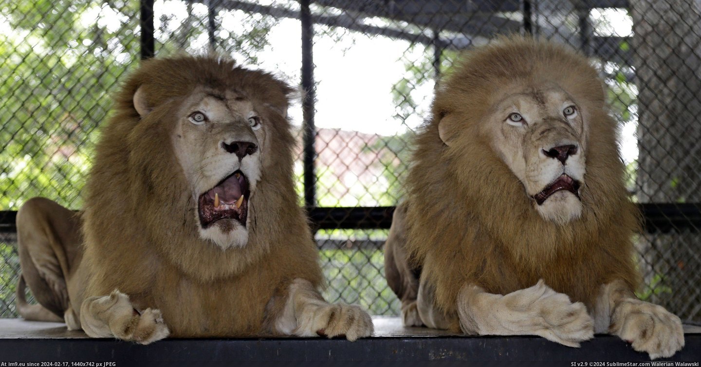 #Lions  #Shocked [Pics] Shocked lions. Pic. (Bild von album My r/PICS favs))