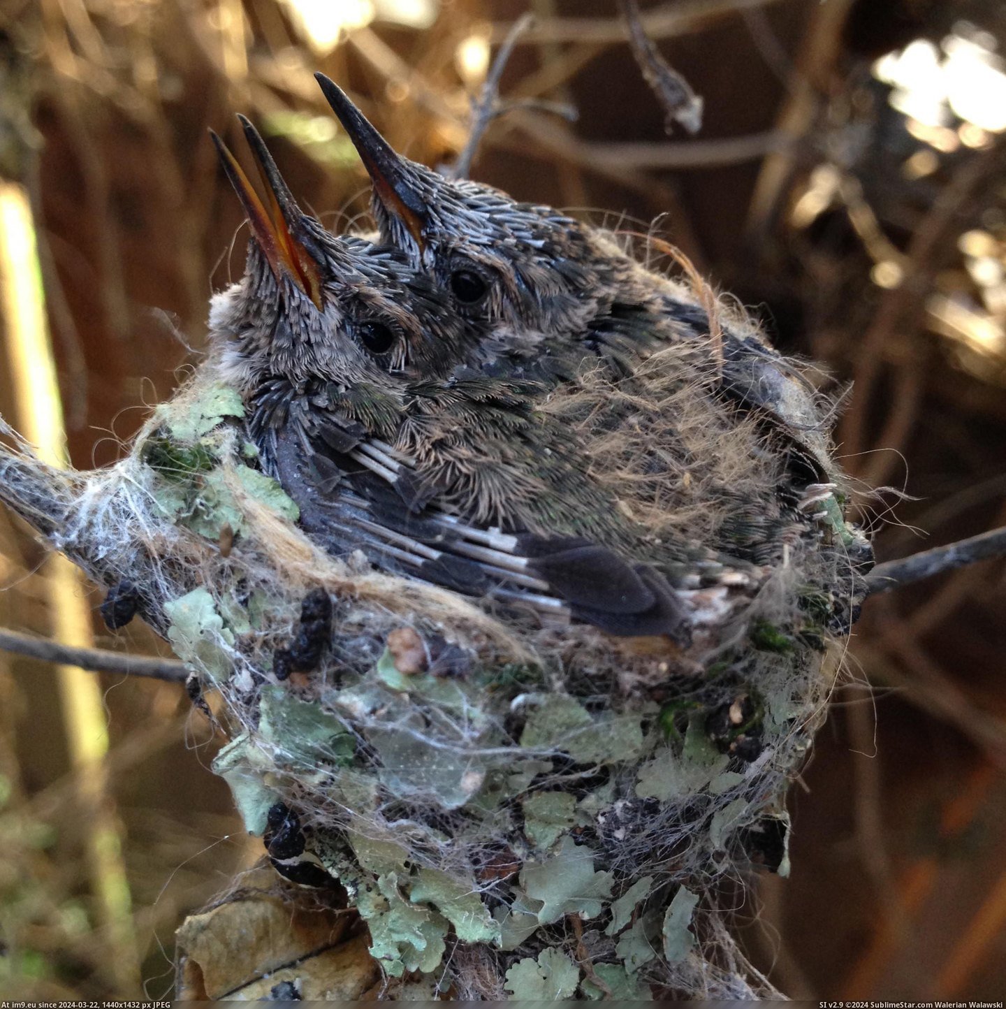 #Front #Door #Hummingbird #Created #Nest [Pics] So a hummingbird created a nest by my front door. (-r-aww). 15 Pic. (Image of album My r/PICS favs))