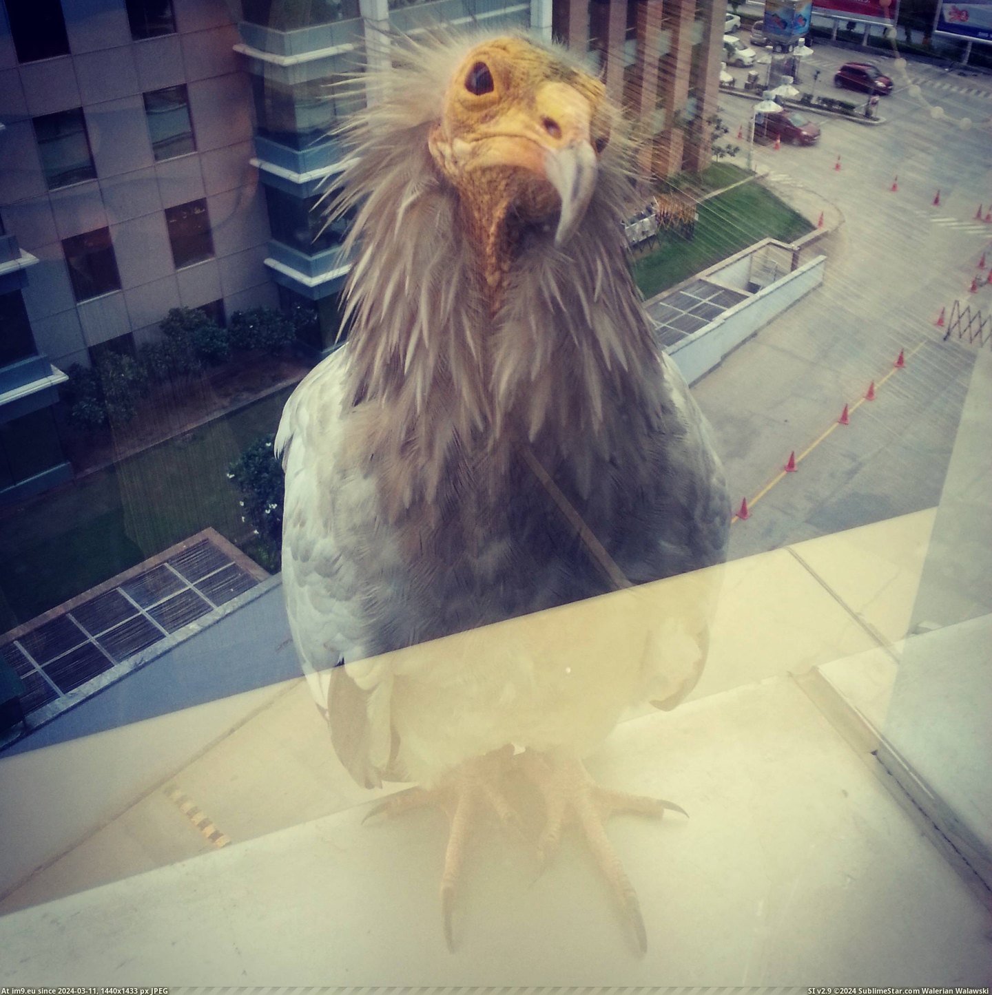 #Work #Window #Panel #Sitting #Bird [Pics] So this bird is sitting on my window panel at work right now Pic. (Изображение из альбом My r/PICS favs))