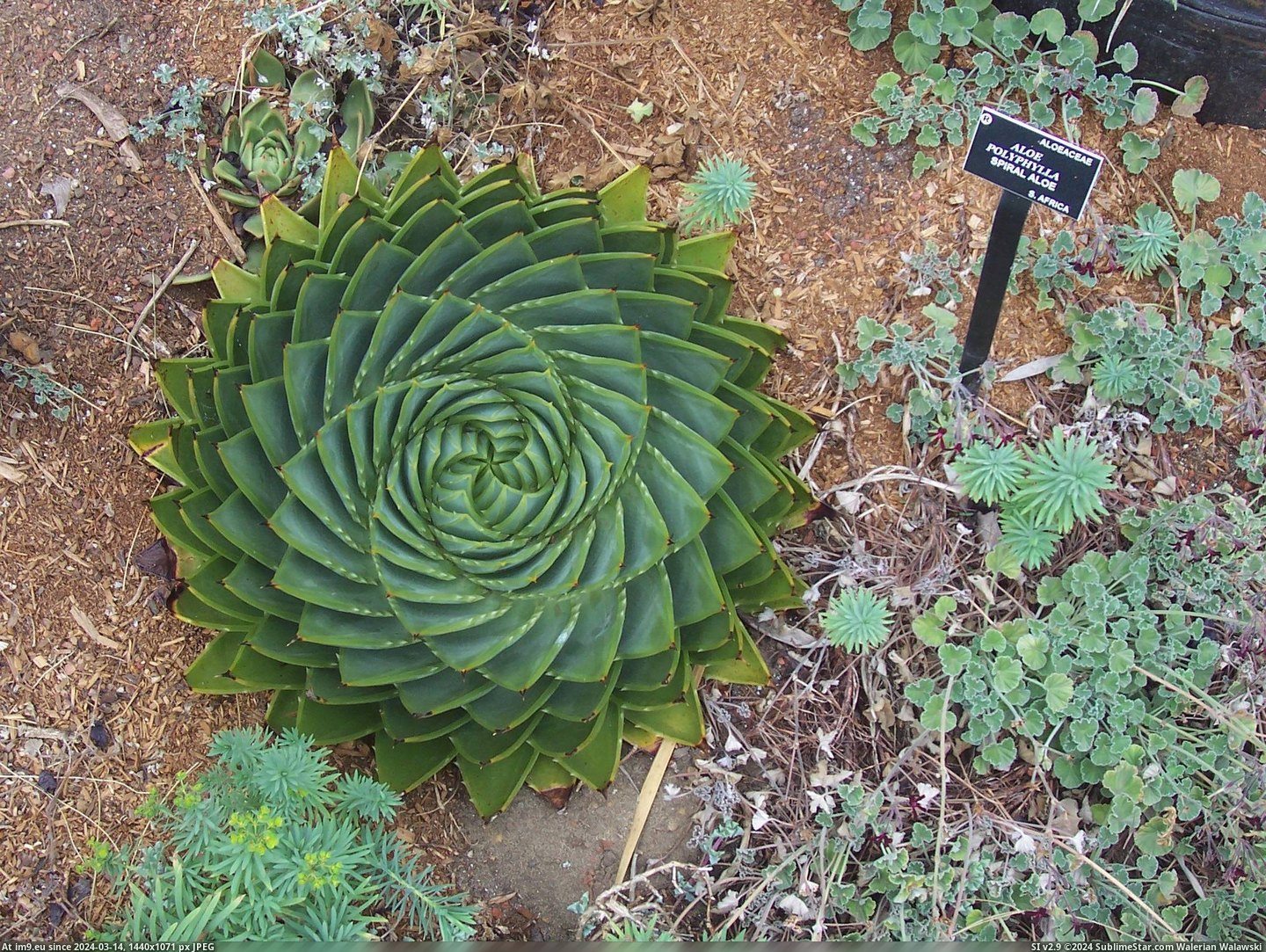 [Pics] The Aloe polyphylla plant (in My r/PICS favs)