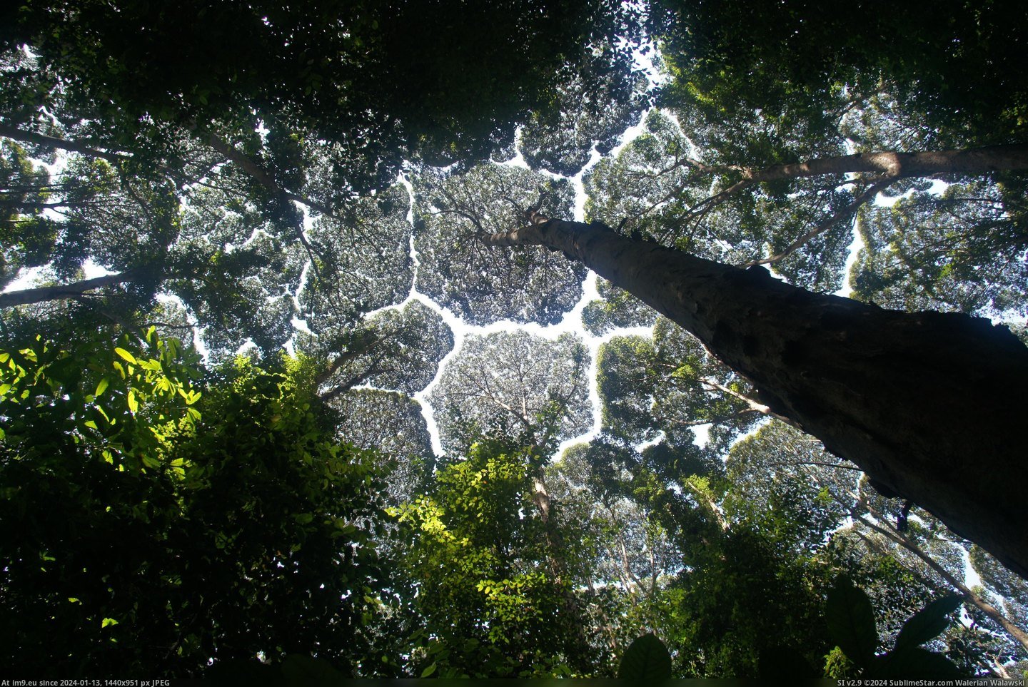 #Natural #Called #Touch #Phenomenon #Shyness #Trees #Crown #Eachother [Pics] The canopies of these trees don't ever touch eachother, it's a natural phenomenon called 'crown shyness'. Pic. (Изображение из альбом My r/PICS favs))