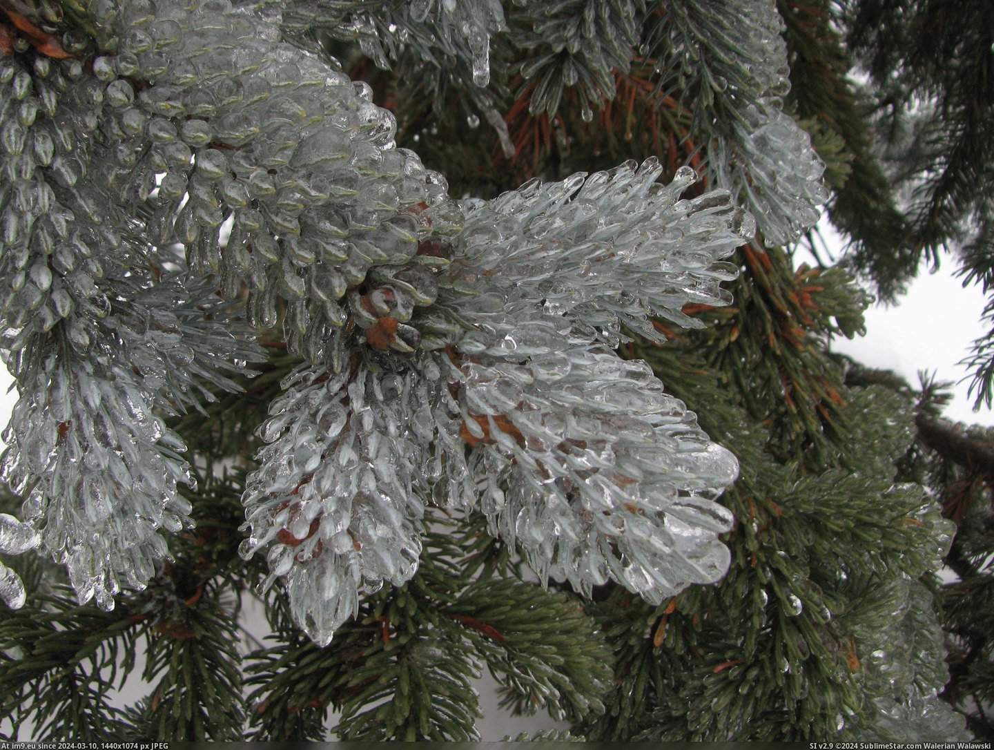 #Tree #Ice #Pine #Encased #Storm #Yard [Pics] The pine tree in my yard is encased in ice after a storm. Pic. (Obraz z album My r/PICS favs))