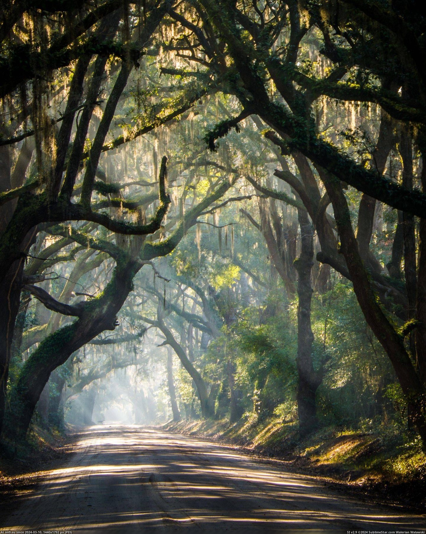 #South #Rural #Roads #Carolina [Pics] The rural roads of South Carolina Pic. (Изображение из альбом My r/PICS favs))