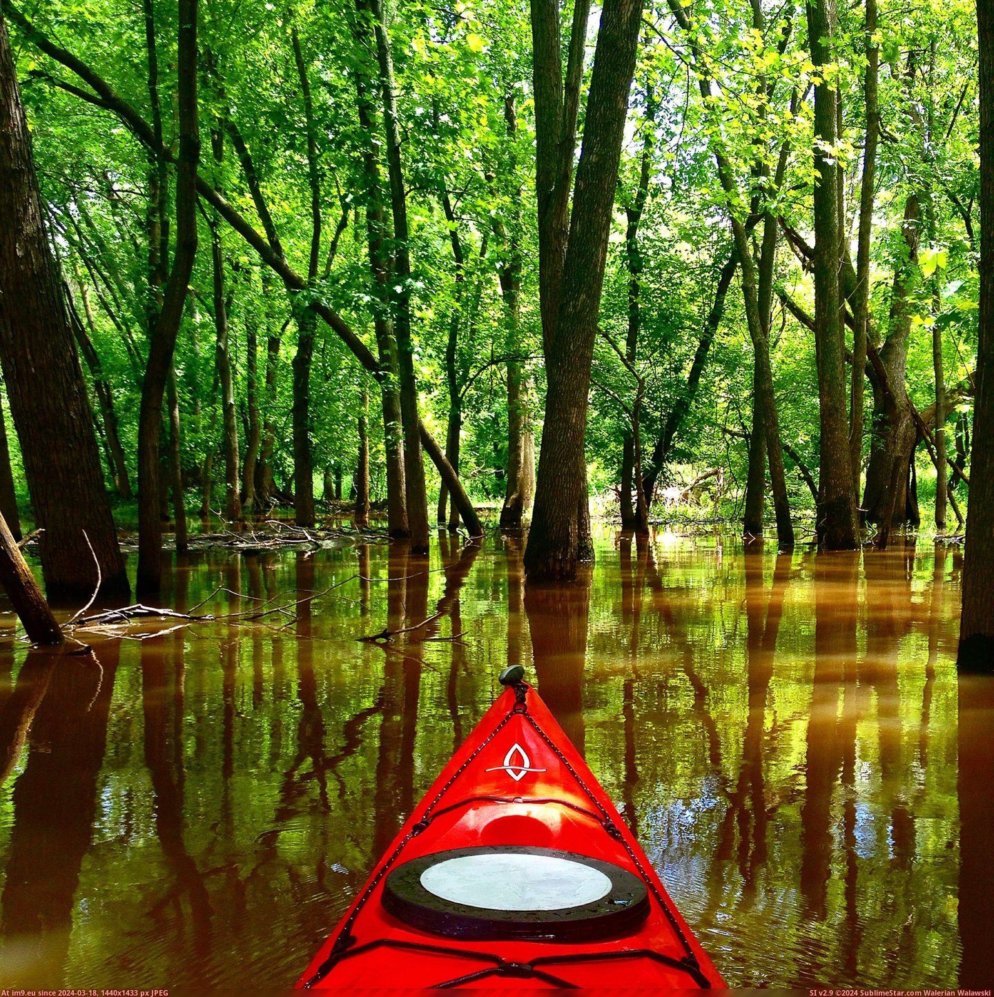 #Day #Spent #Kayaking #Flooding #Forest #Area [Pics] There has been some flooding in my area recently so I spent the day kayaking through the forest Pic. (Obraz z album My r/PICS favs))