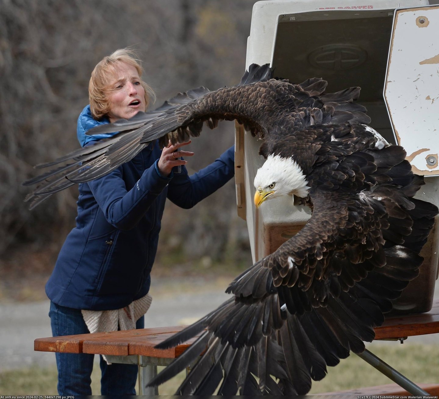 #Trap #Caught #Center #Released #Conservation #Montana #Eagle #Bald [Pics] This bald eagle was found caught in a trap and rehabilitated by the Montana Raptor Conservation Center. It was released b Pic. (Image of album My r/PICS favs))