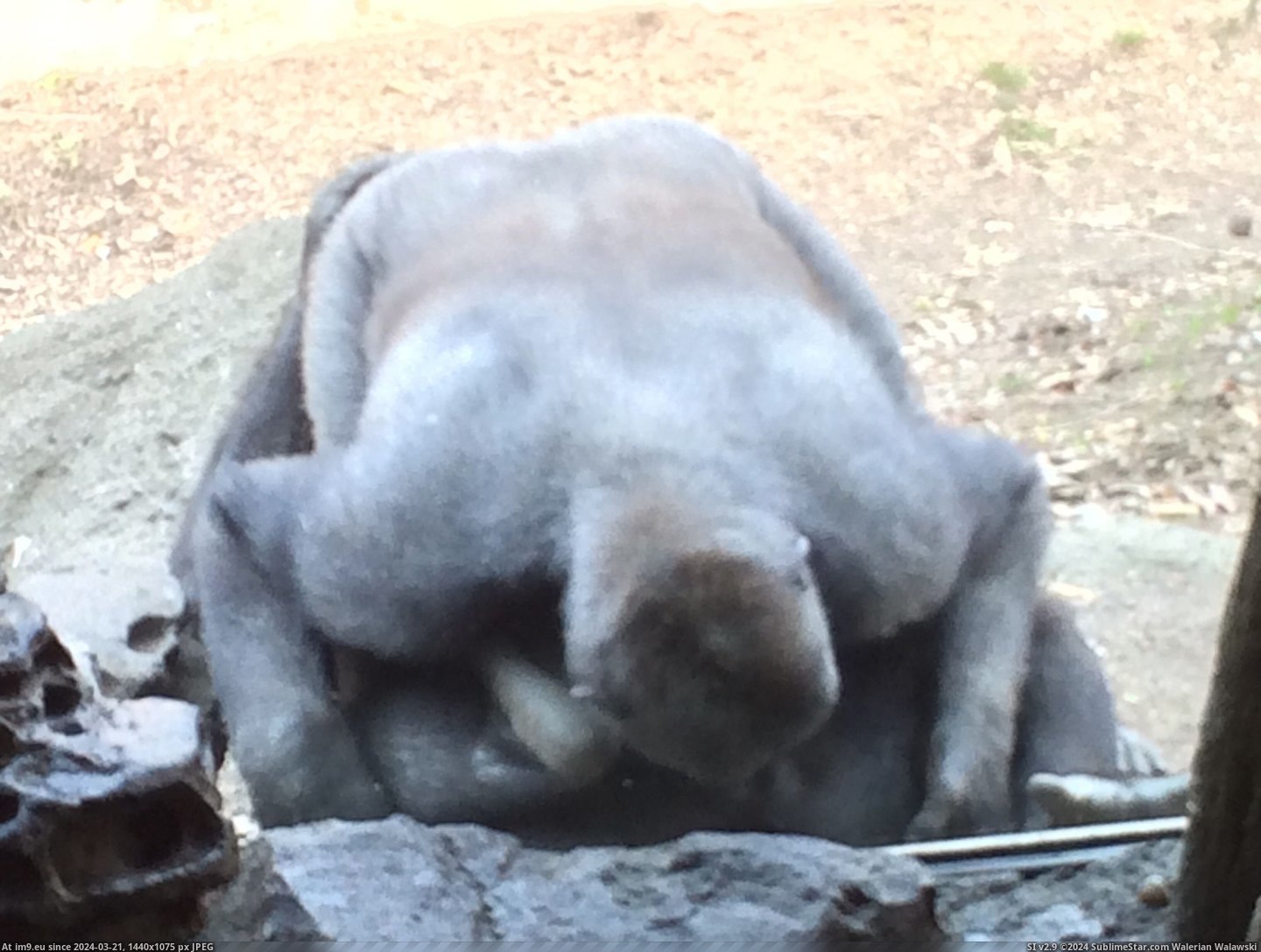 #Two #Front #Children #Bronx #Gorillas #Zoo #Crowd #Watched [Pics] Went to the Bronx Zoo yesterday. Watched two gorillas 69 in front of a crowd of children. Pic. (Image of album My r/PICS favs))