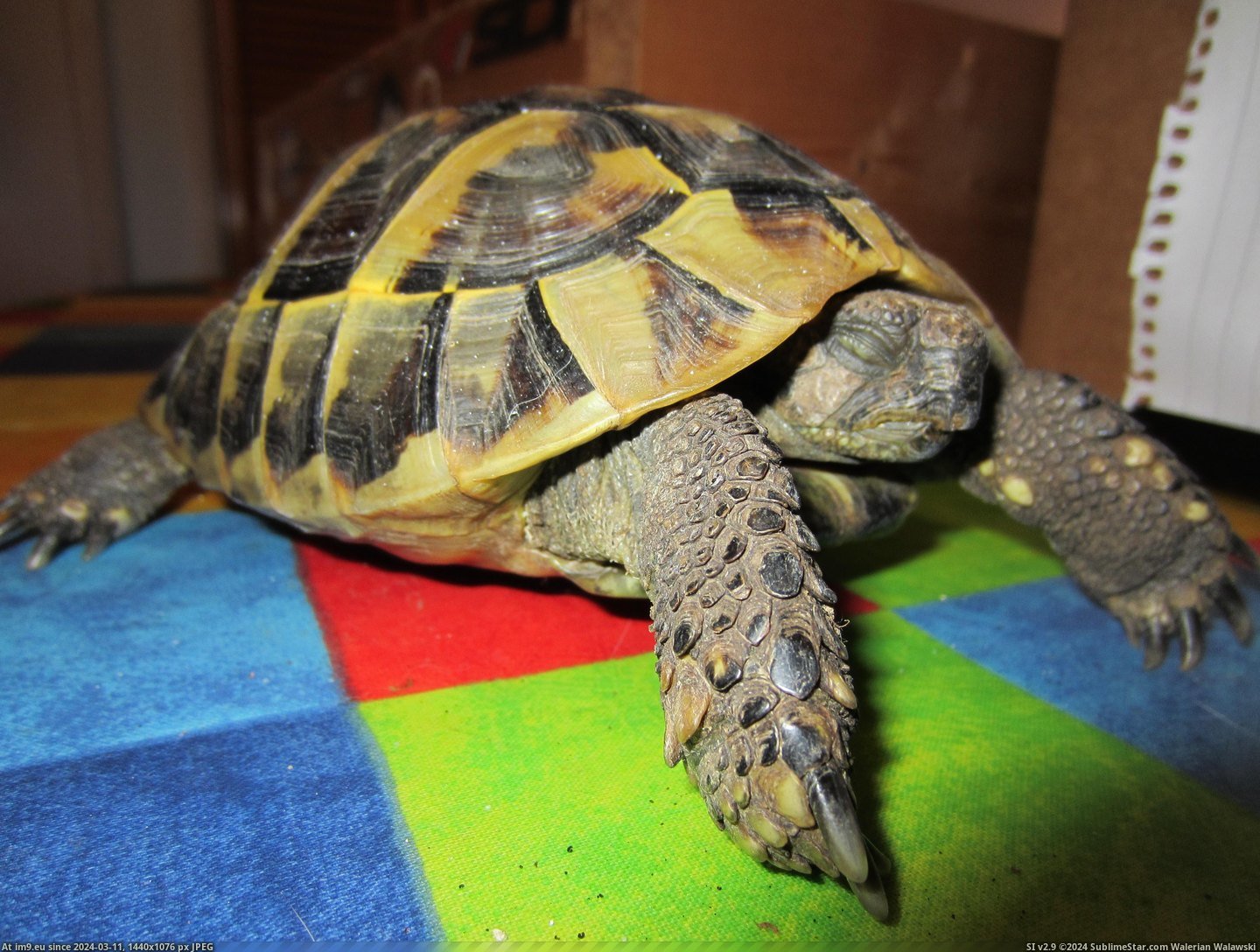 #May #Woke #Tortoise #Hibernating #Charlie #Fridge [Pics] You may remember Charlie the tortoise hibernating in the fridge? Well, today he woke up.. 13 Pic. (Image of album My r/PICS favs))