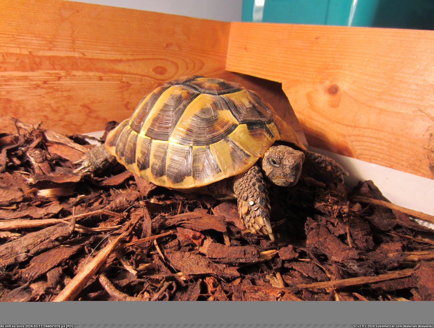 #May #Woke #Tortoise #Hibernating #Charlie #Fridge [Pics] You may remember Charlie the tortoise hibernating in the fridge? Well, today he woke up.. 2 Pic. (Image of album My r/PICS favs))