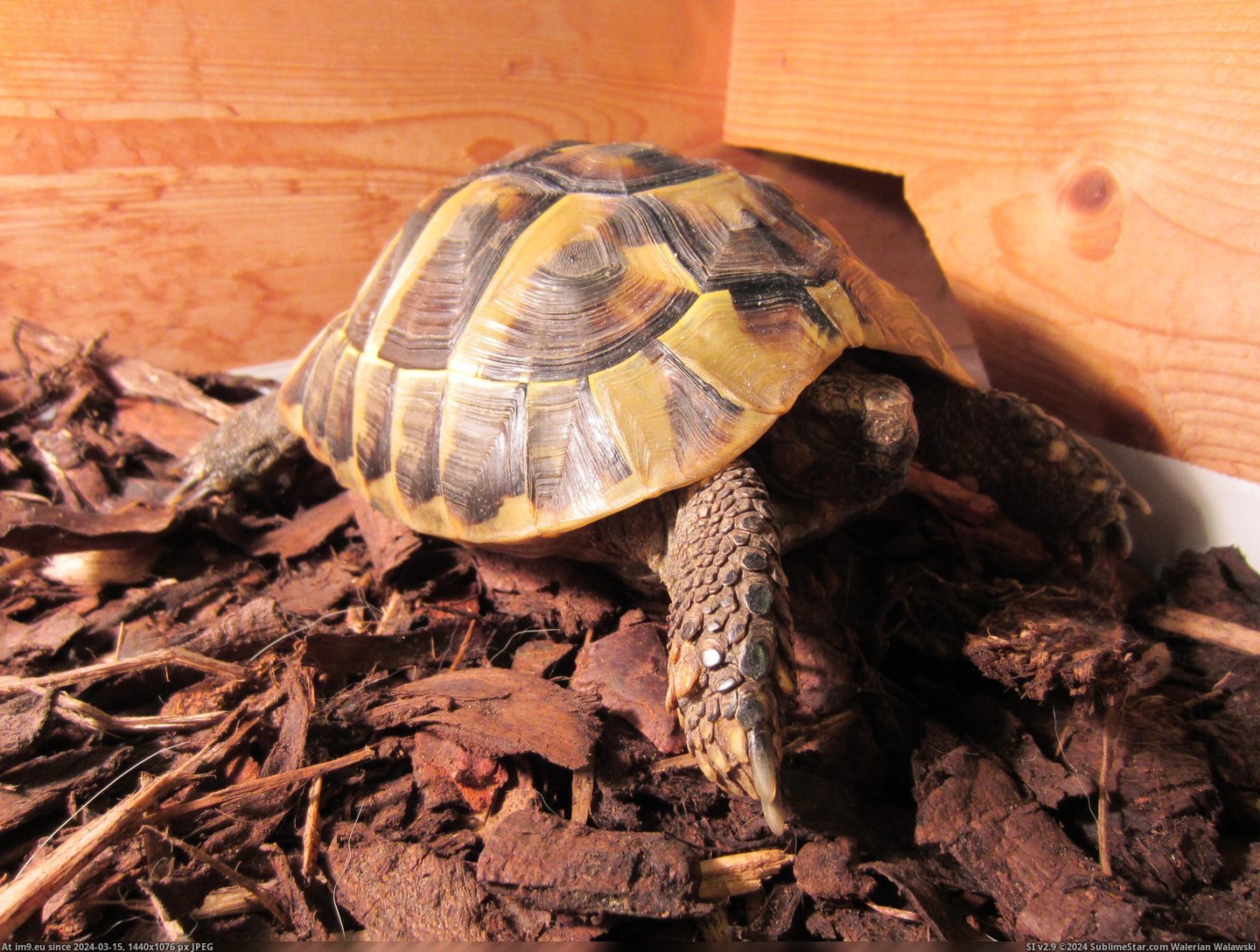 #You #May #Fridge #Tortoise #Hibernating #Woke #Charlie [Pics] You may remember Charlie the tortoise hibernating in the fridge? Well, today he woke up.. 4 Pic. (Image of album My r/PICS favs))