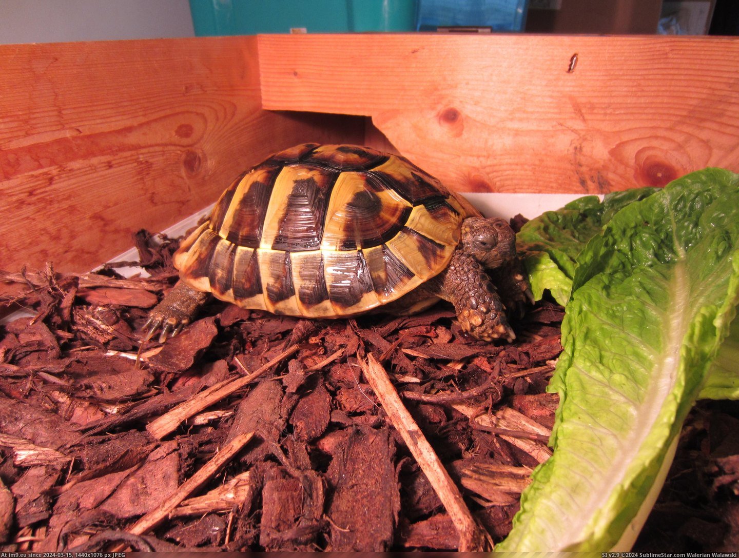 #May #Woke #Tortoise #Hibernating #Charlie #Fridge [Pics] You may remember Charlie the tortoise hibernating in the fridge? Well, today he woke up.. 8 Pic. (Bild von album My r/PICS favs))