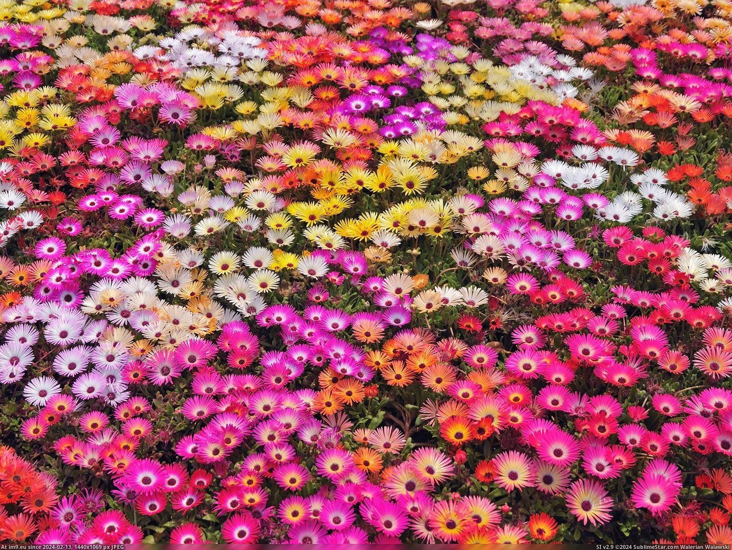 Pink and Red Daisies, Honshu, Japan (in Beautiful photos and wallpapers)