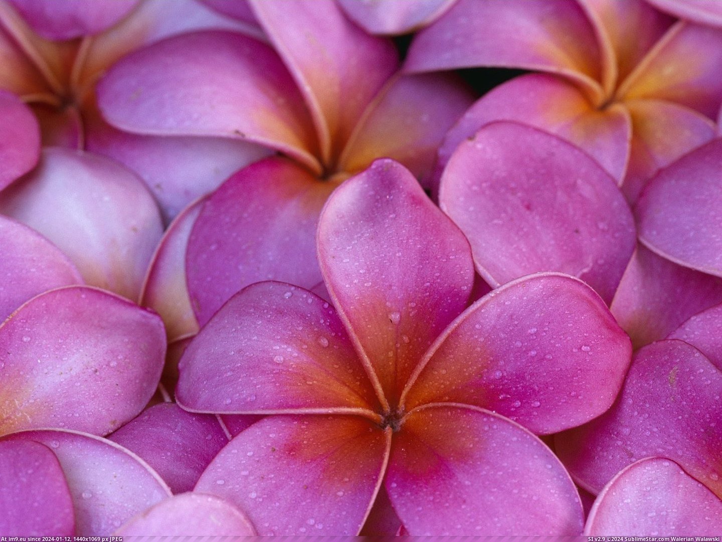 Pink Plumeria Flowers, Maui, Hawaii (in Beautiful photos and wallpapers)