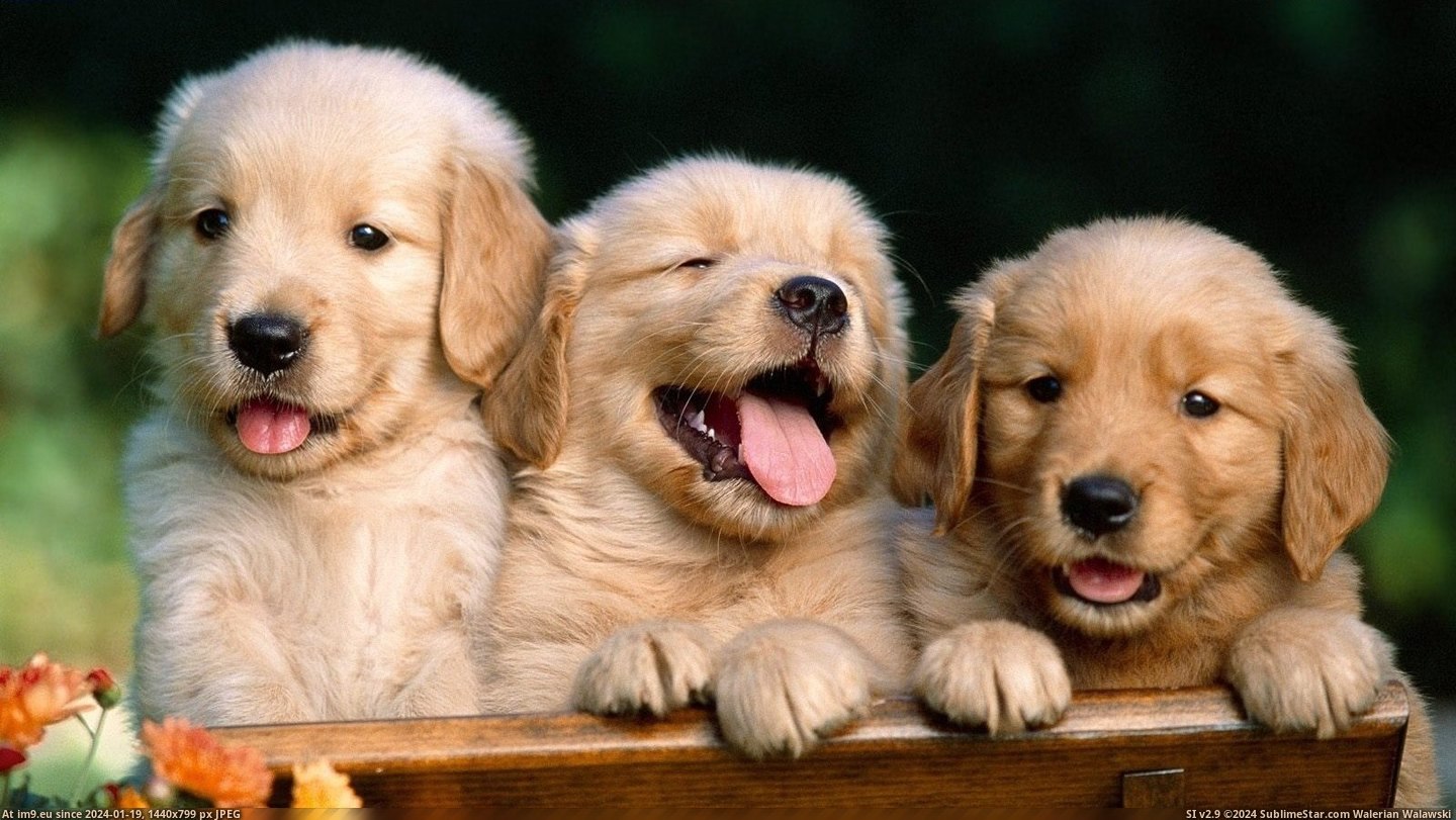 Puppies of golden retriever wallpaper (in Cute Puppies)