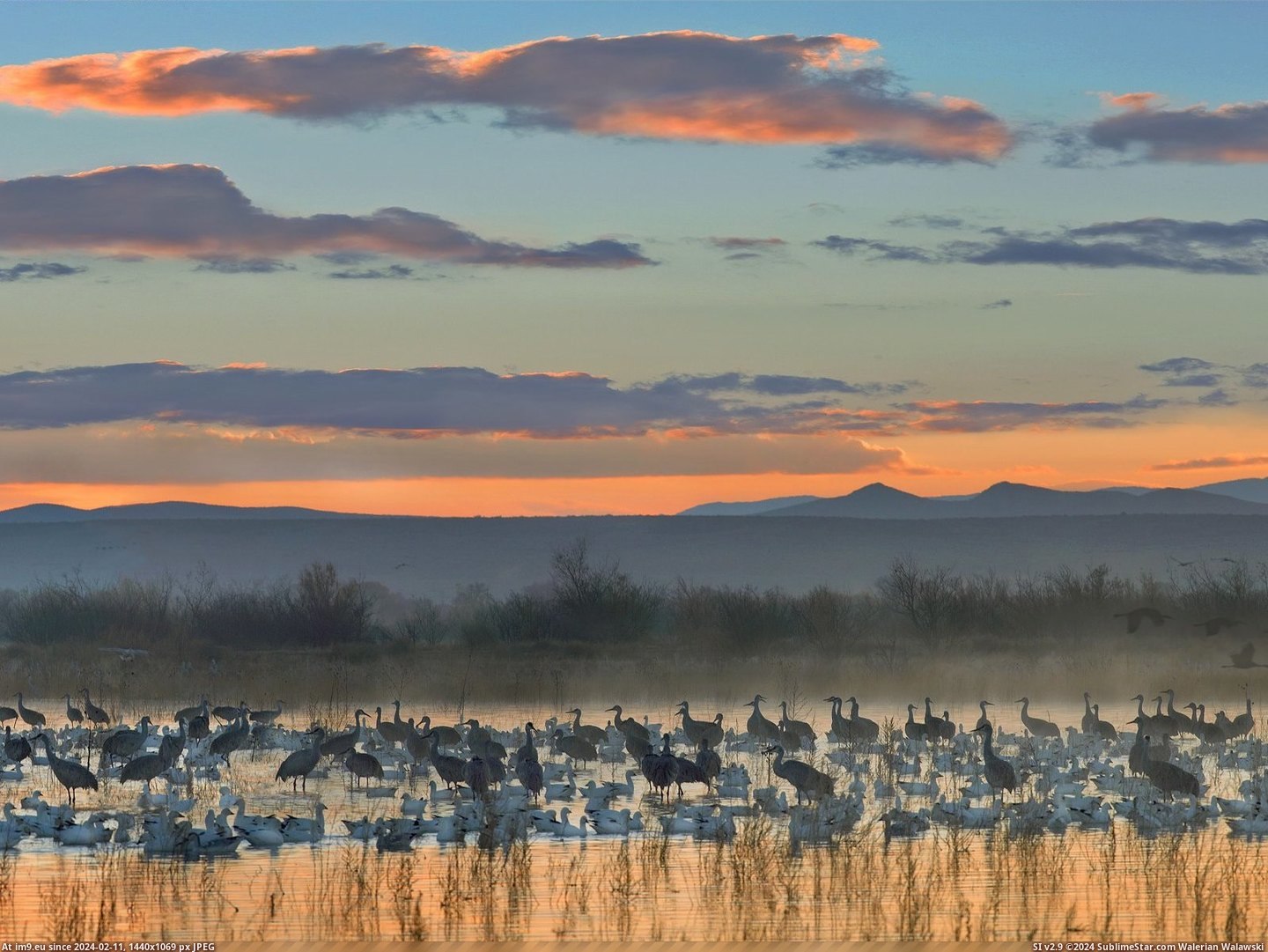 Sandhill Cranes and Snow Geese, Bosque del Apache National Wildlife Refuge, New Mexico (in Beautiful photos and wallpapers)