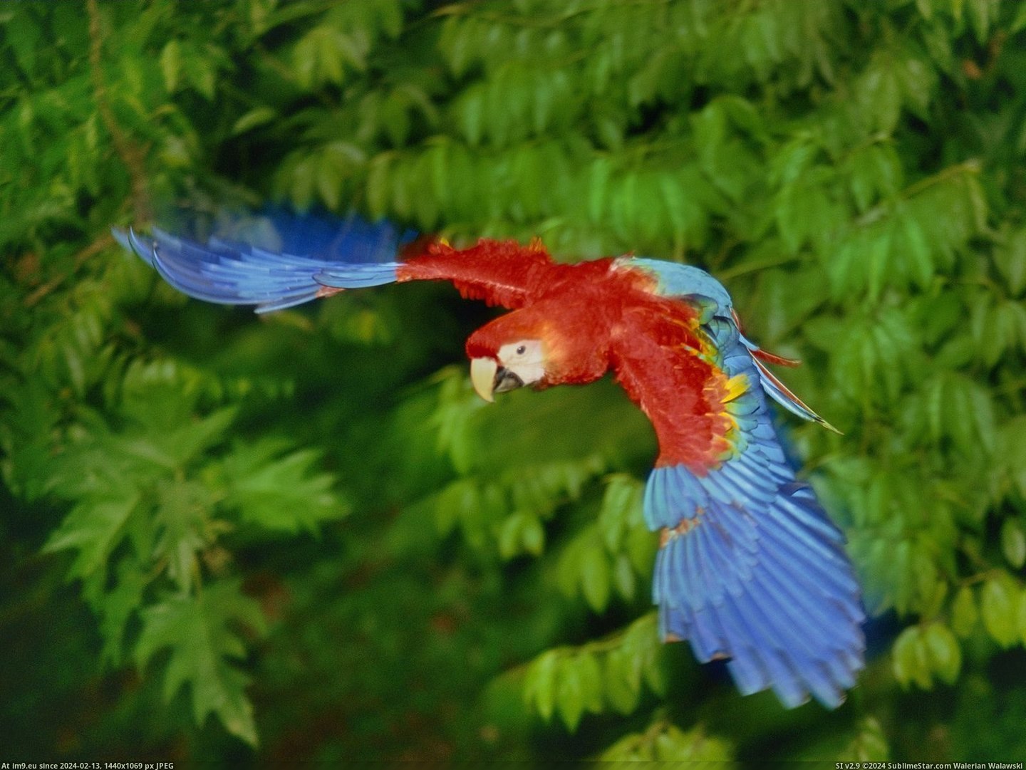Scarlet Macaw in Flight (in Beautiful photos and wallpapers)