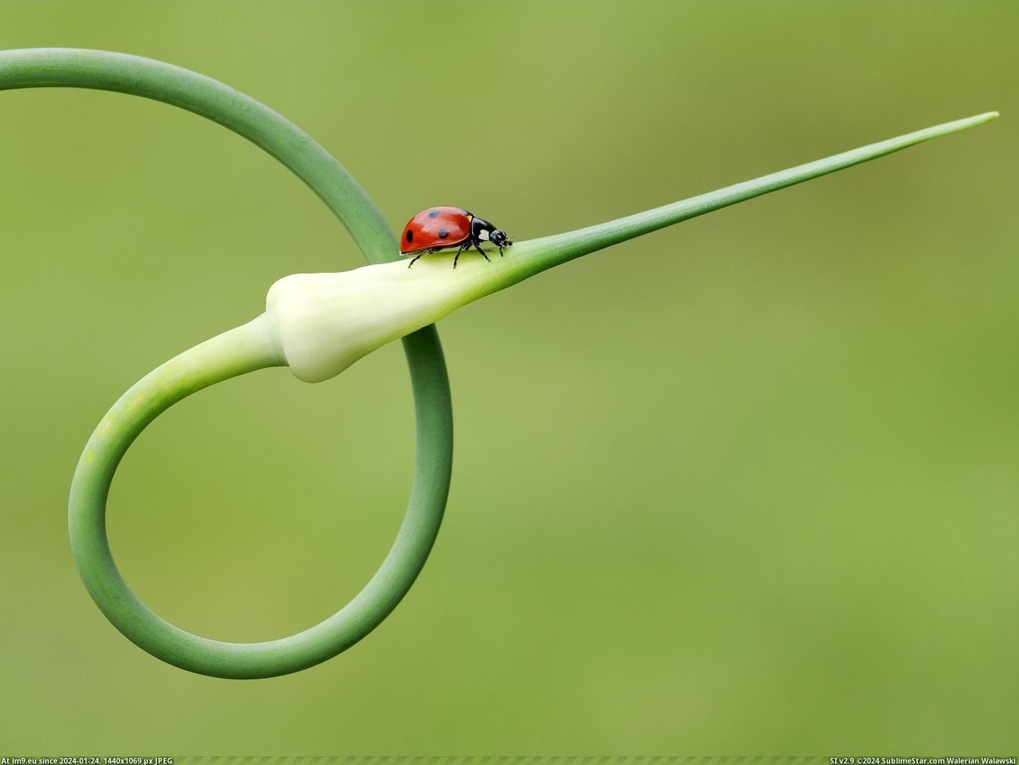 Seven-Spot Ladybird on a Garlic Plant (in Beautiful photos and wallpapers)