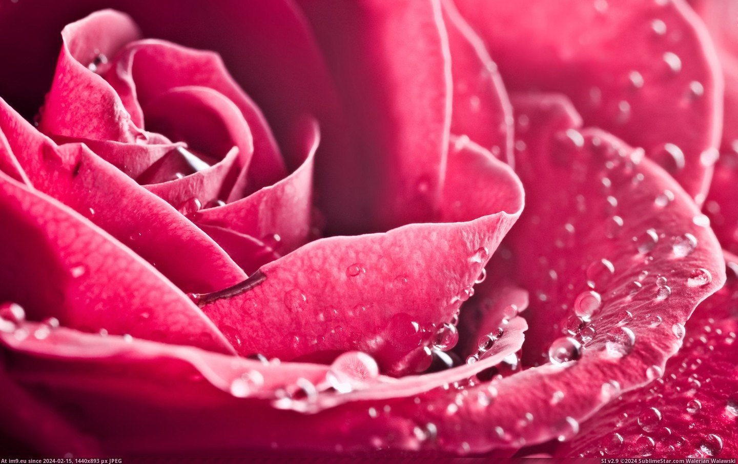 #Wallpaper #Rose #Special #Wide Special Rose Wide HD Wallpaper Pic. (Obraz z album Unique HD Wallpapers))