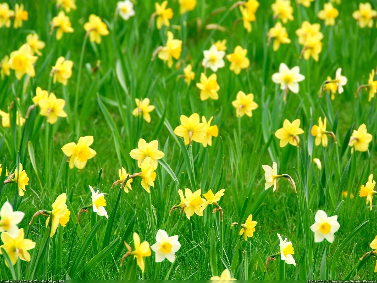 Spring Daffodils (in Beautiful photos and wallpapers)