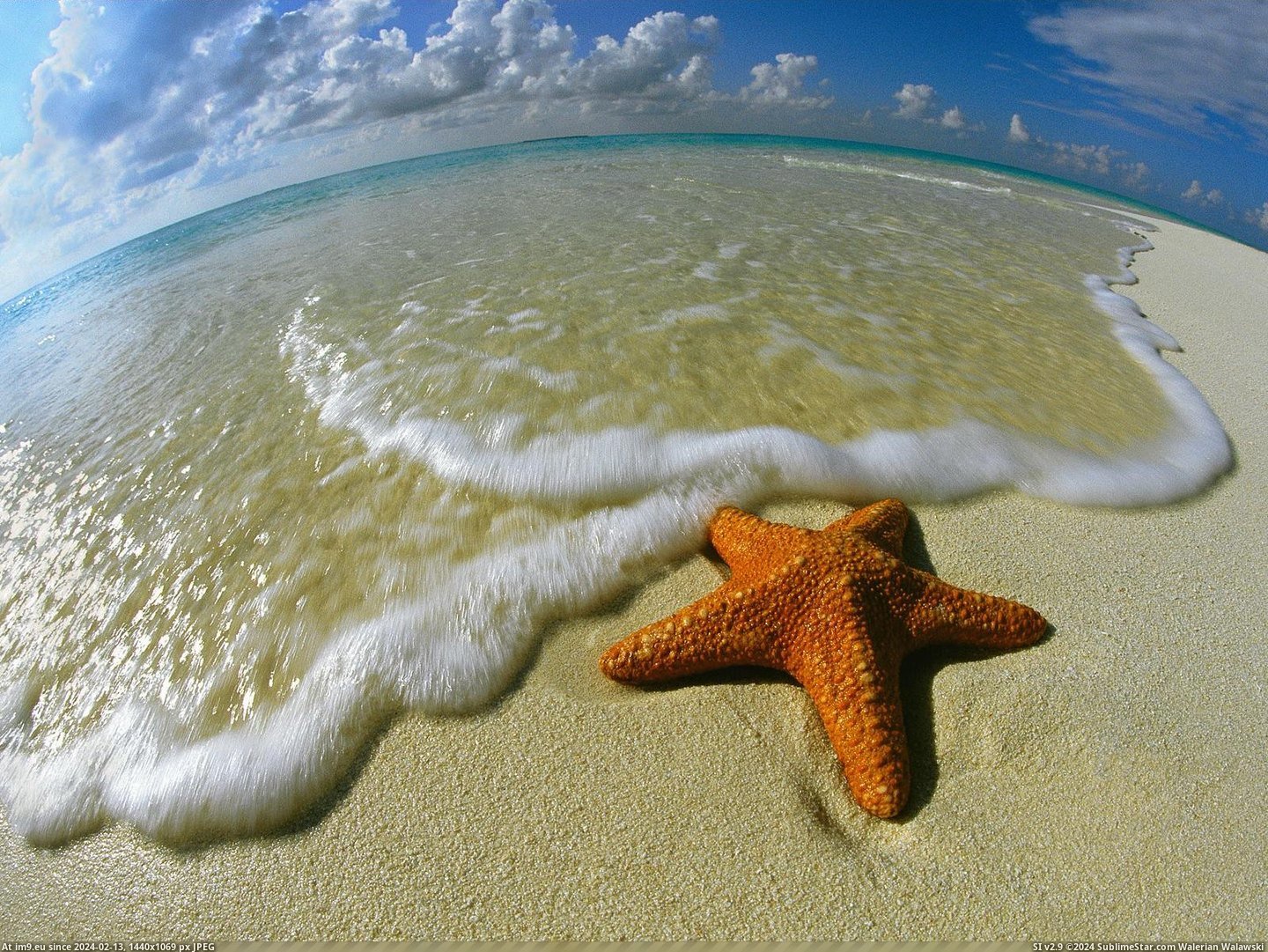 Starfish on the Shore, Maldives (in Beautiful photos and wallpapers)