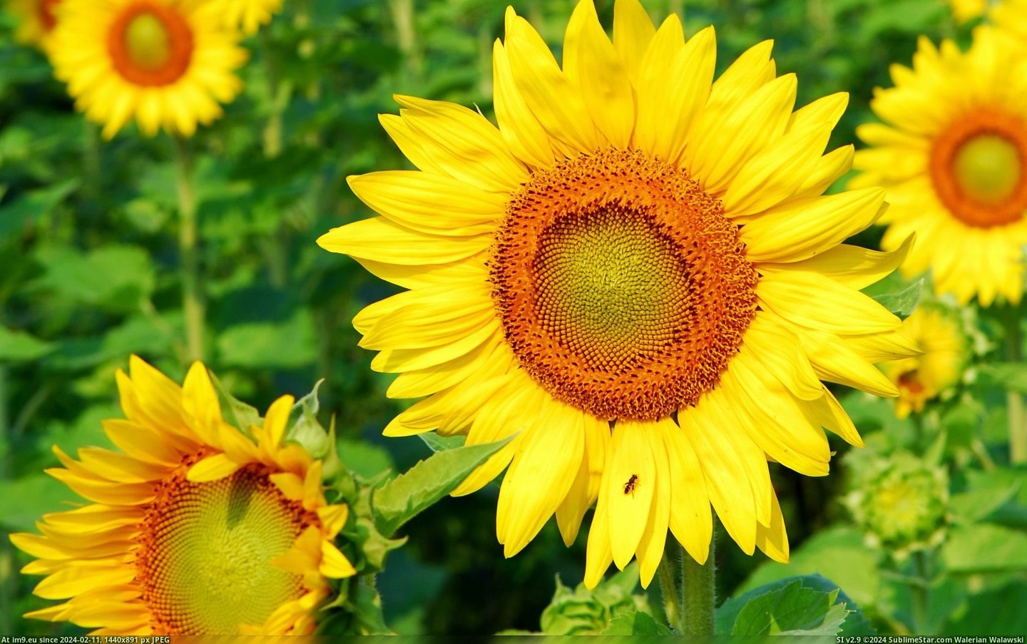 Sunflower in Person (in 1920x1200 wallpapers HD)