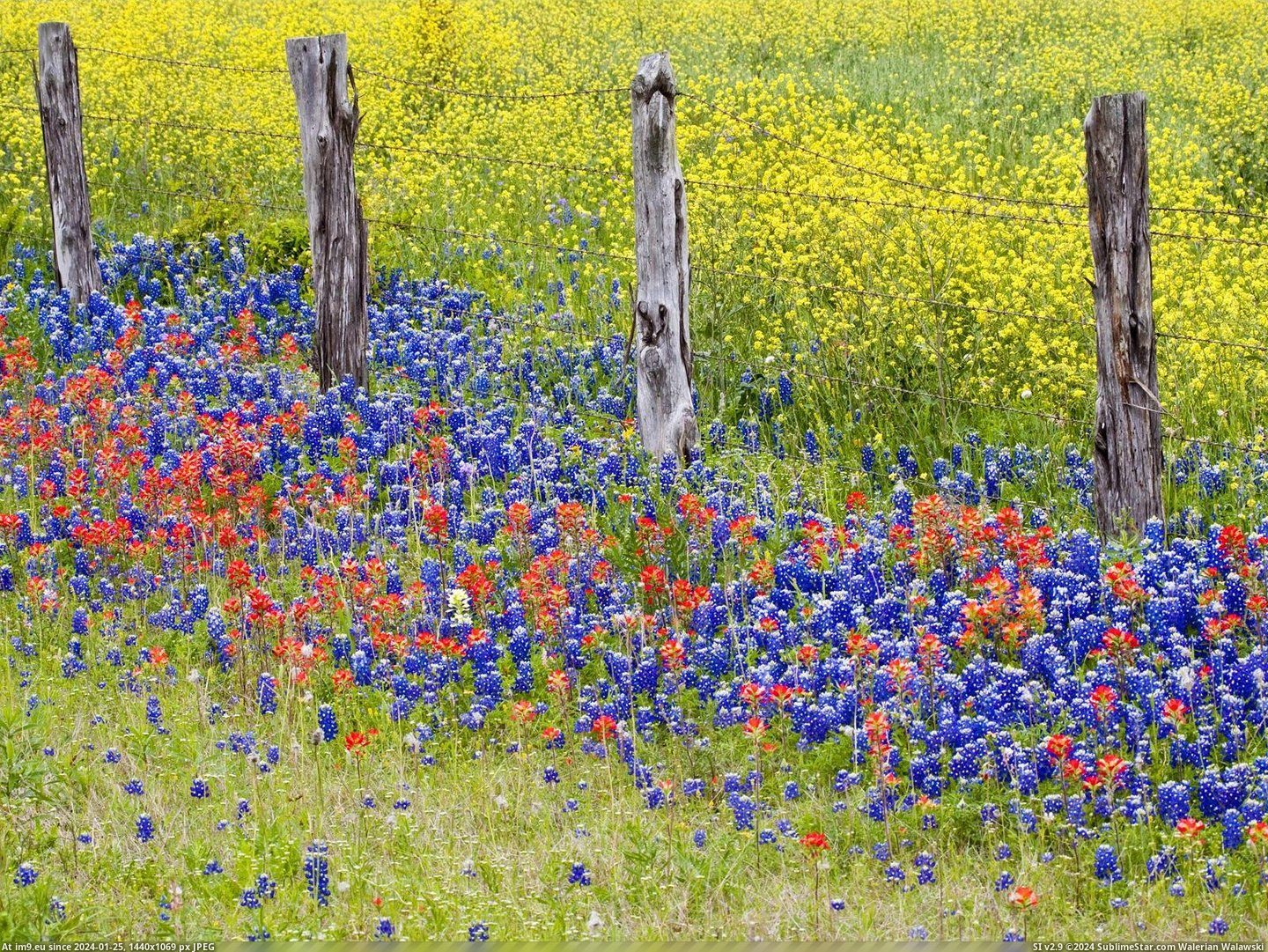 Wildflowers Along a Fenceline, Texas (in Beautiful photos and wallpapers)