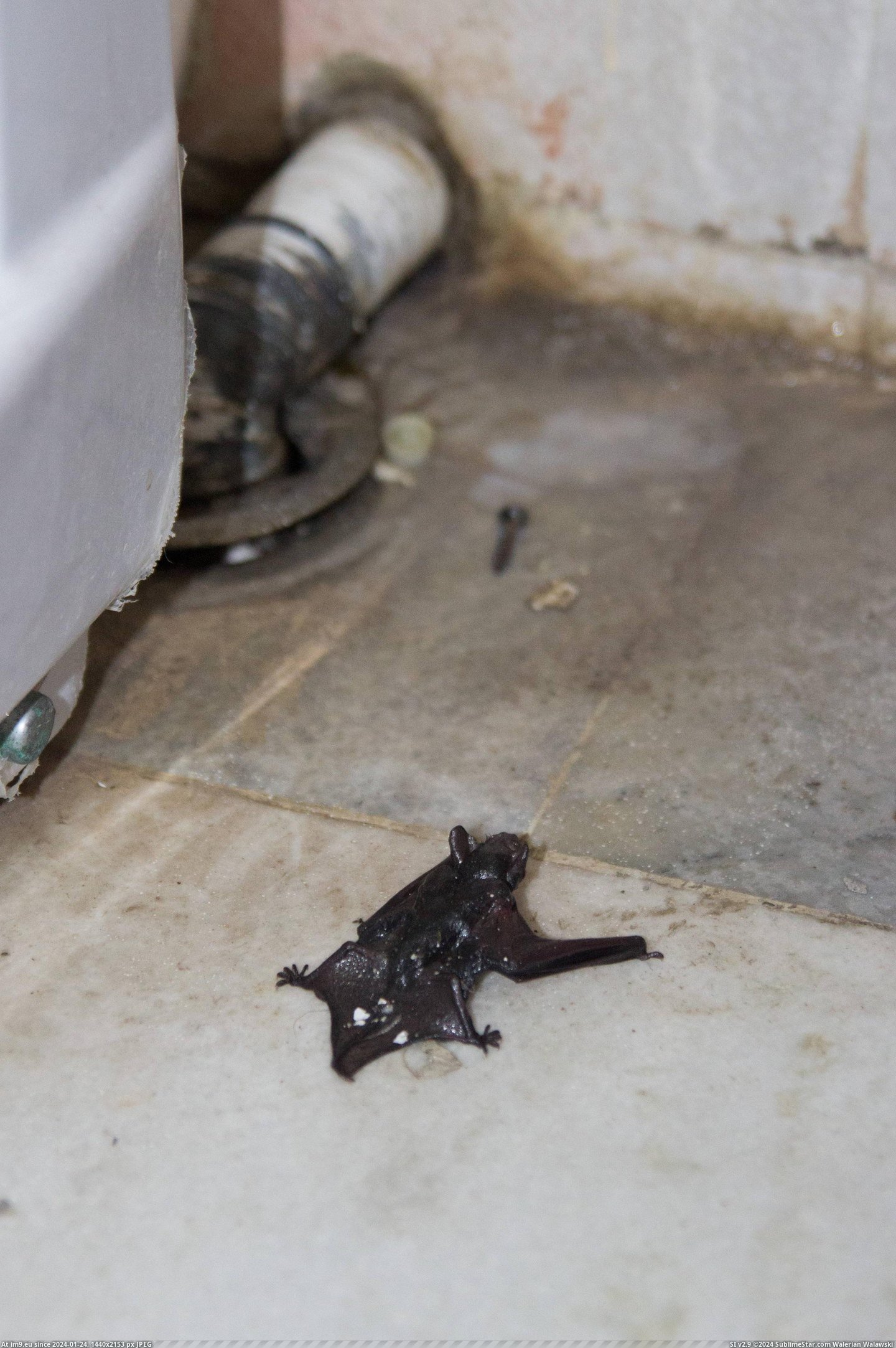 #Wtf #Out #Drain #Bat #Crawled #Bathroom #Yes [Wtf] A bat crawled out of my bathroom drain. Yes, a bat. 1 Pic. (Изображение из альбом My r/WTF favs))