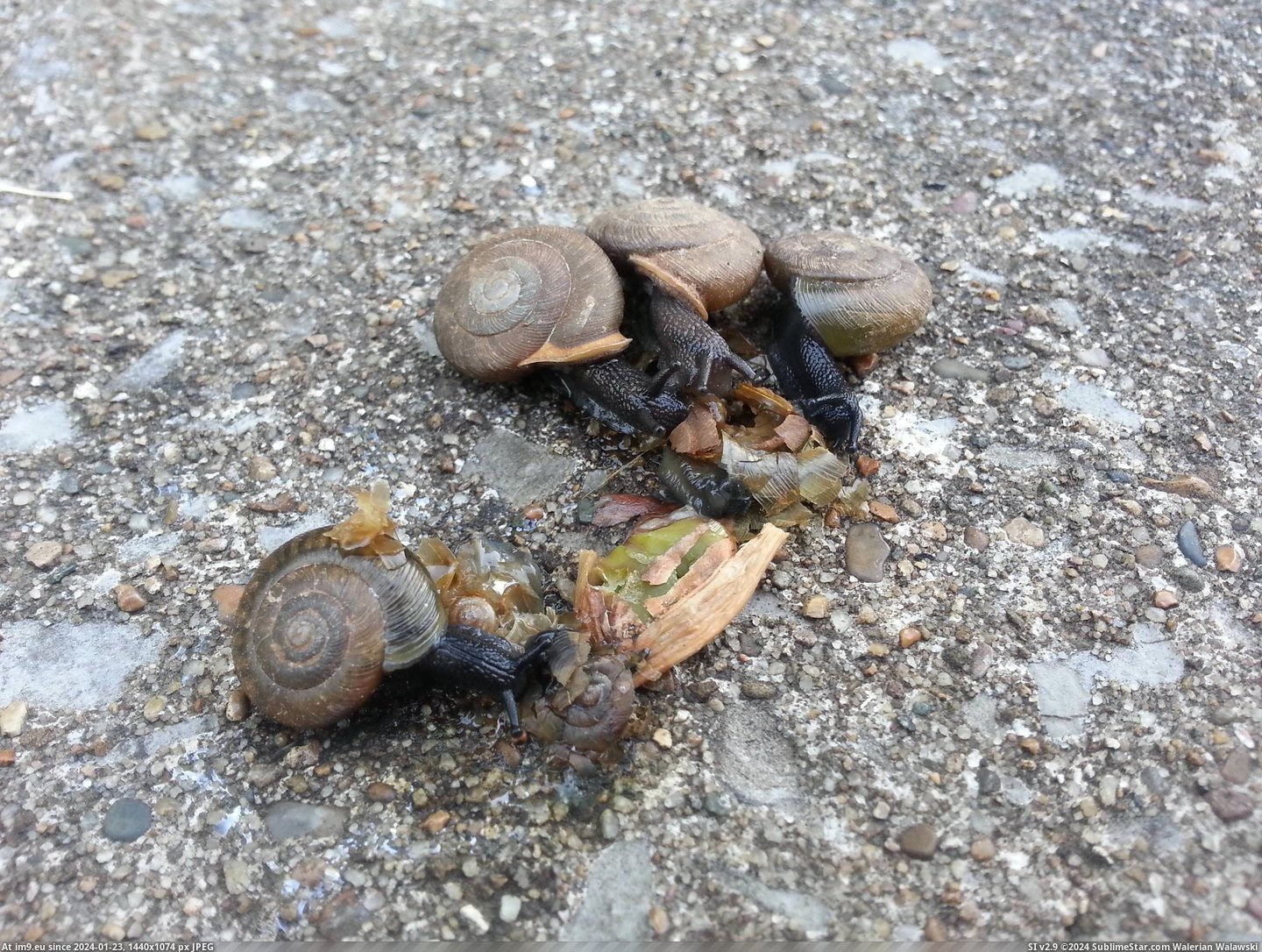 #Wtf #Eating #Snails #Grouping #Fallen #Member [Wtf] A grouping of snails eating a fallen member Pic. (Obraz z album My r/WTF favs))