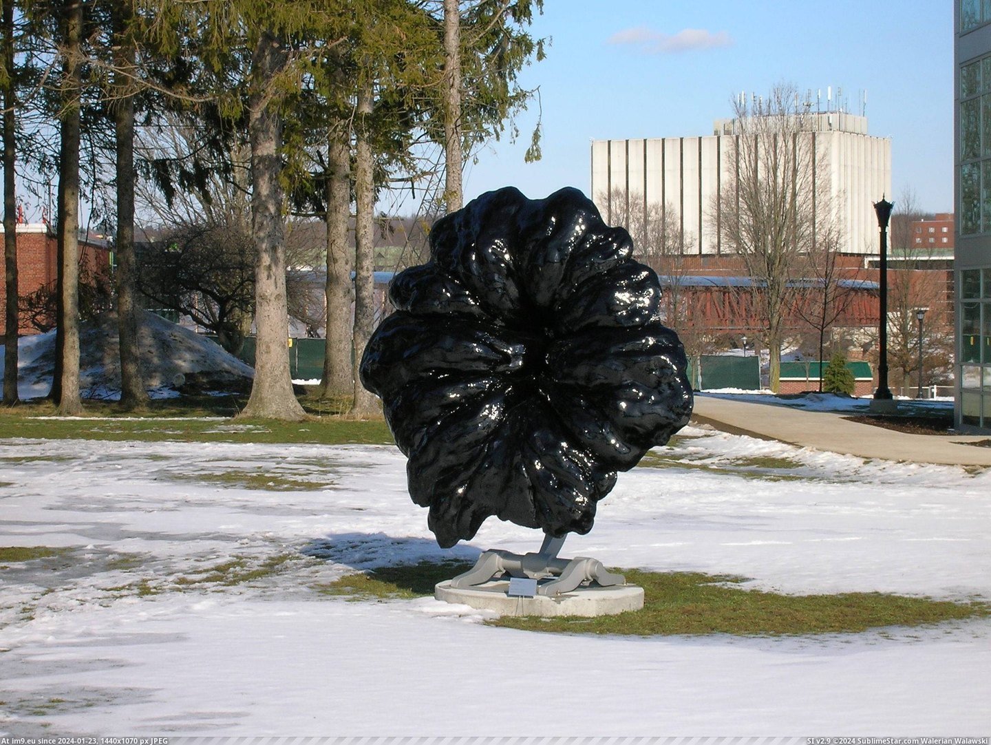 #Wtf #Art #Flower #Statue #Exhibits #Tha #Edinboro #Student #University #Showed [Wtf] A student at Edinboro University made this 'flower' statue and showed it in art exhibits. He later came forth and said tha Pic. (Изображение из альбом My r/WTF favs))