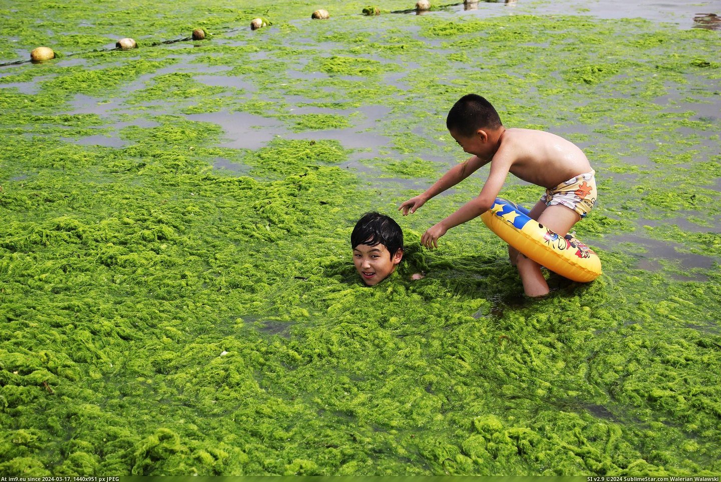 #Wtf #Beach #Covered #Algae #Qingdao #Green #China [Wtf] Beach covered by green algae in Qingdao, China 2 Pic. (Image of album My r/WTF favs))