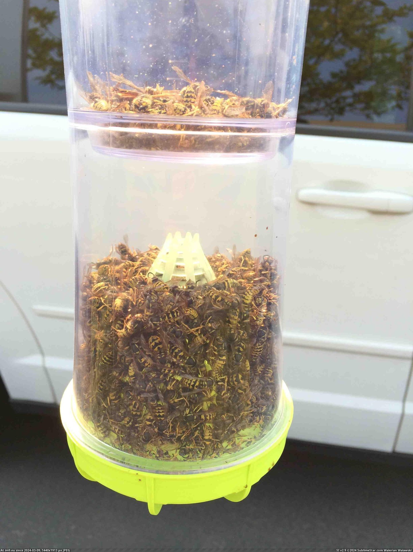 #Wtf #Trap #Wasp #Ago [Wtf] I put a wasp trap out 24hrs ago... Pic. (Image of album My r/WTF favs))