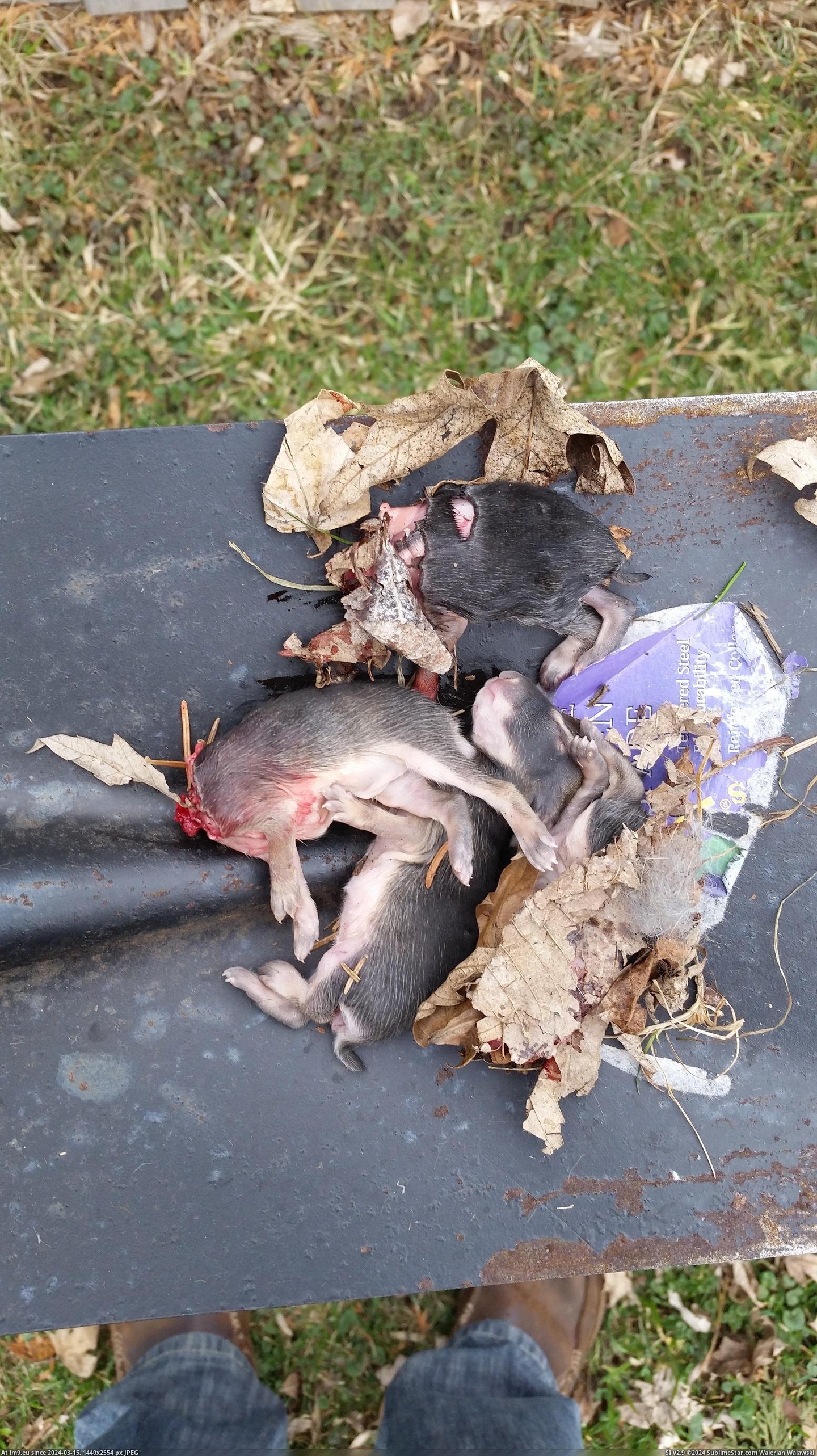#Wtf #Monster #Yard #Digging #Dachshund #Saw #Mini [Wtf] I saw my mini-dachshund digging in the yard. She's a monster. 3 Pic. (Image of album My r/WTF favs))