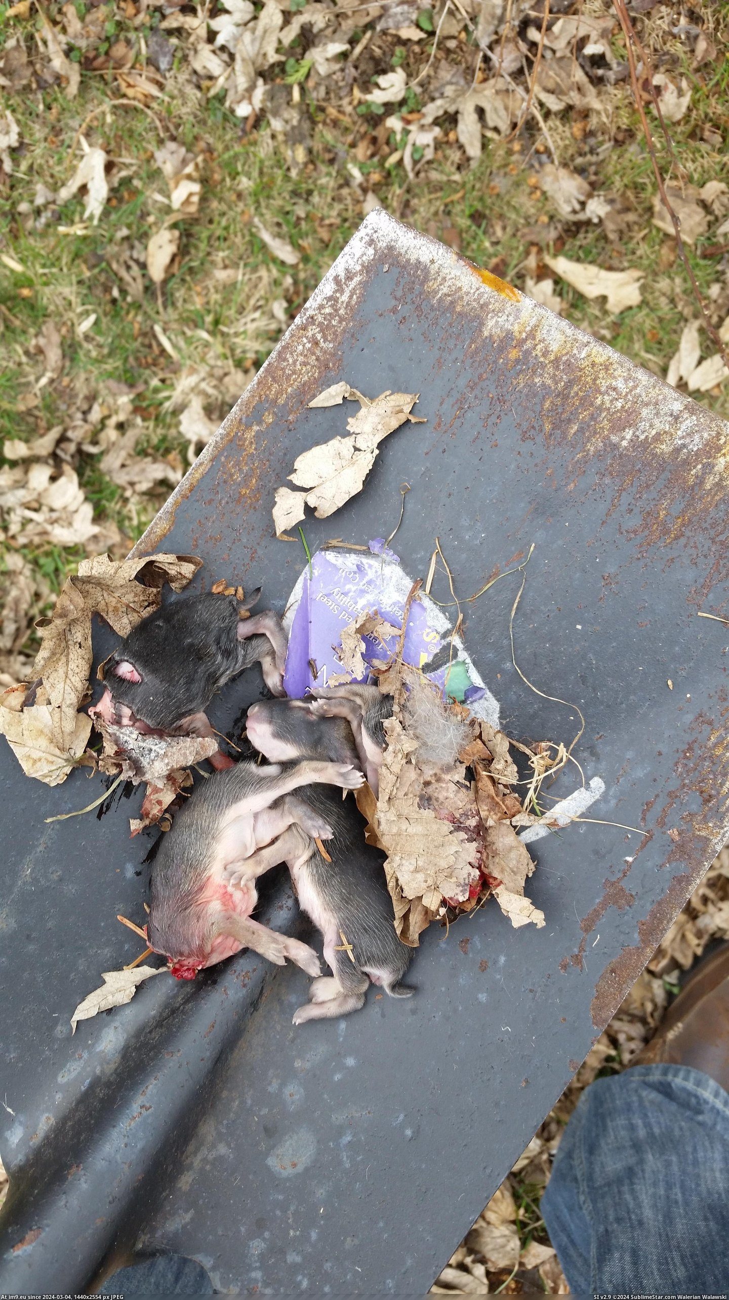 #Wtf #Monster #Yard #Digging #Dachshund #Saw #Mini [Wtf] I saw my mini-dachshund digging in the yard. She's a monster. 4 Pic. (Image of album My r/WTF favs))