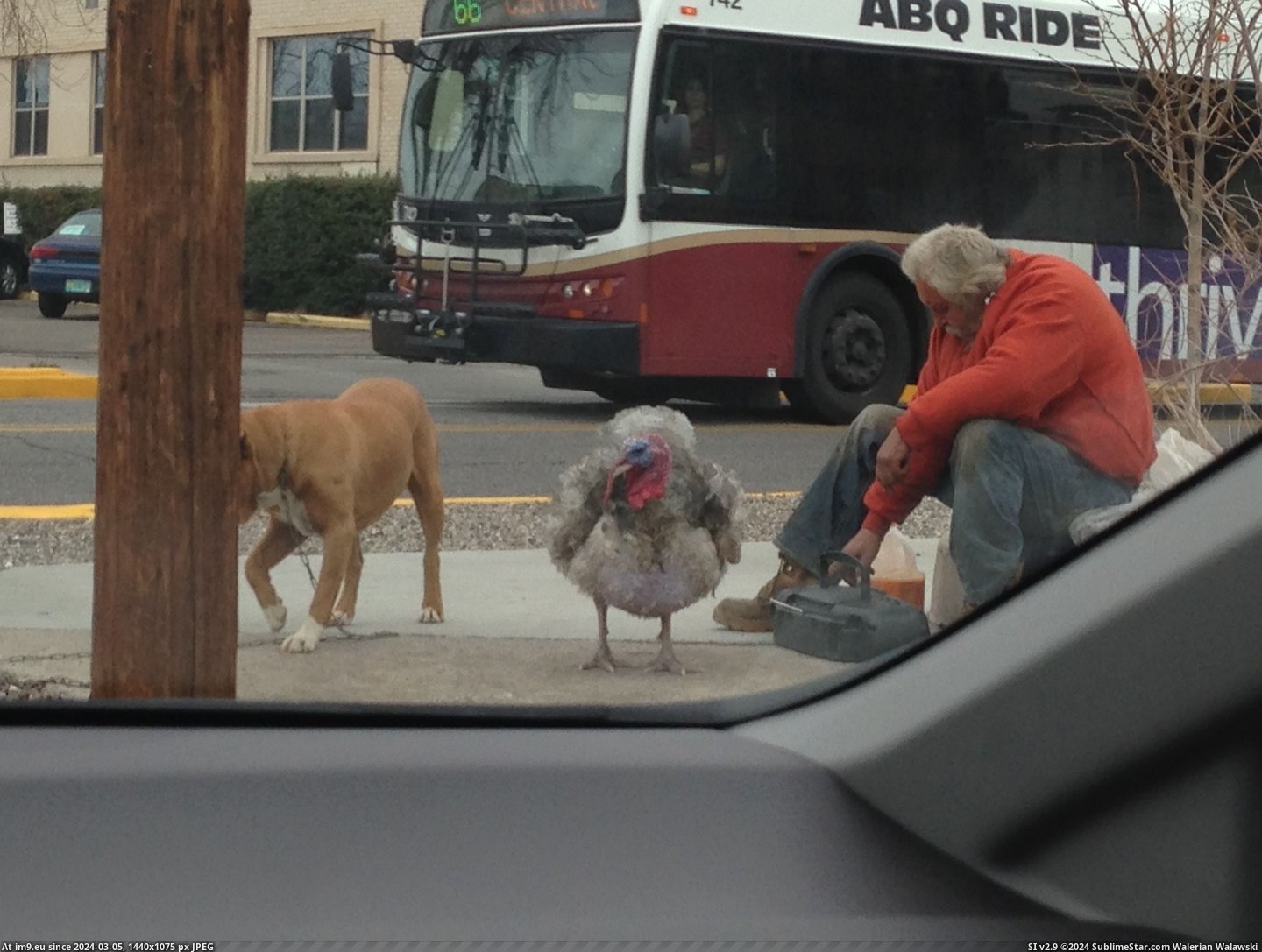#Wtf #Dog #Man #Homeless #Chilling #City #Saw #Turkey [Wtf] I saw this homeless man today in my city, just chilling out with his dog and turkey. Pic. (Image of album My r/WTF favs))