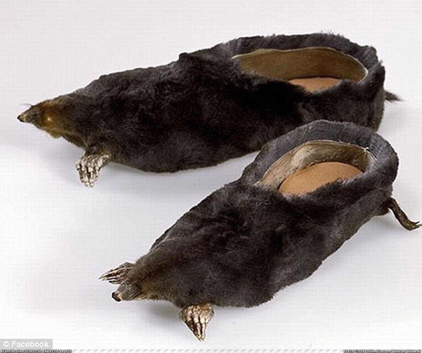 #Wtf #Garden #Wear #Warning [Wtf] I will wear these in the garden as a warning to the other moles Pic. (Obraz z album My r/WTF favs))