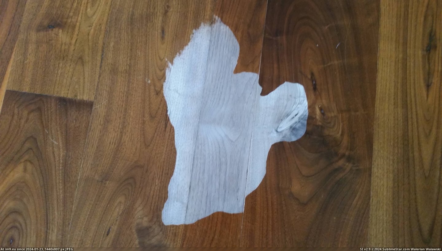 #Wtf #Dog #Finish #Peed #House #Wood [Wtf] My dog peed in the house and took the finish right of the wood. Pic. (Изображение из альбом My r/WTF favs))