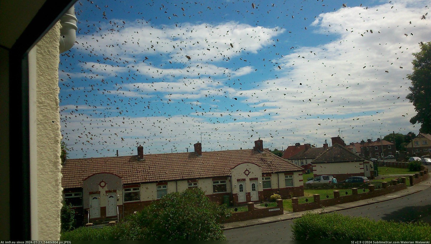 #Wtf #House #Swarmed #Street #Wasps [Wtf] My house and whole street is currently swarmed with wasps... 21 Pic. (Image of album My r/WTF favs))