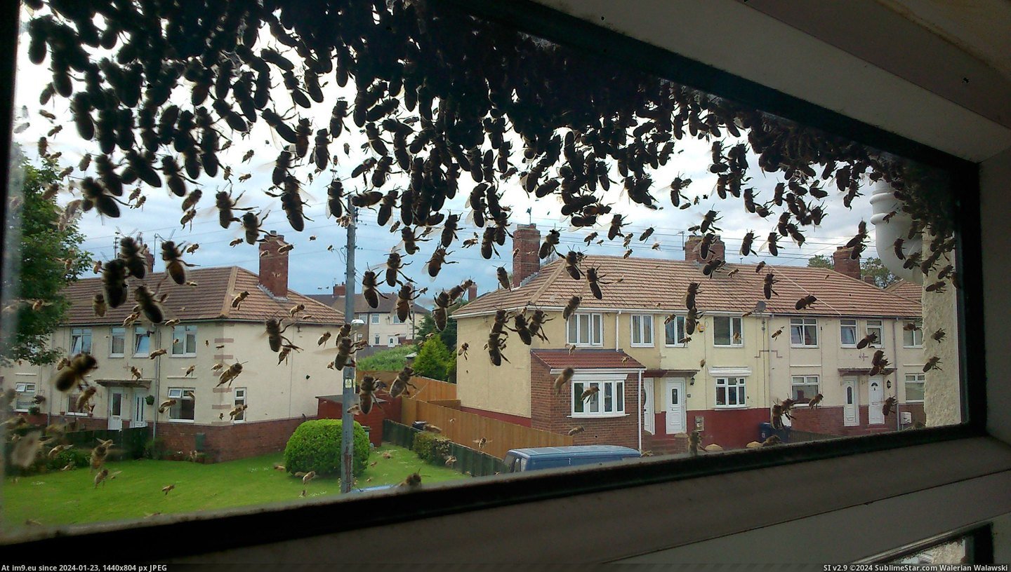 #Wtf #House #Swarmed #Street #Wasps [Wtf] My house and whole street is currently swarmed with wasps... 25 Pic. (Obraz z album My r/WTF favs))